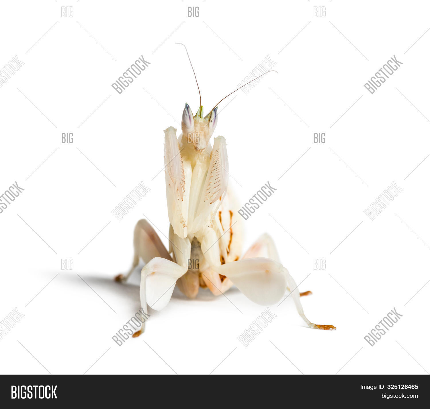 Playing Mantis Perception Young orchid mantis, Hymenopus coronatus, in front of white background ...