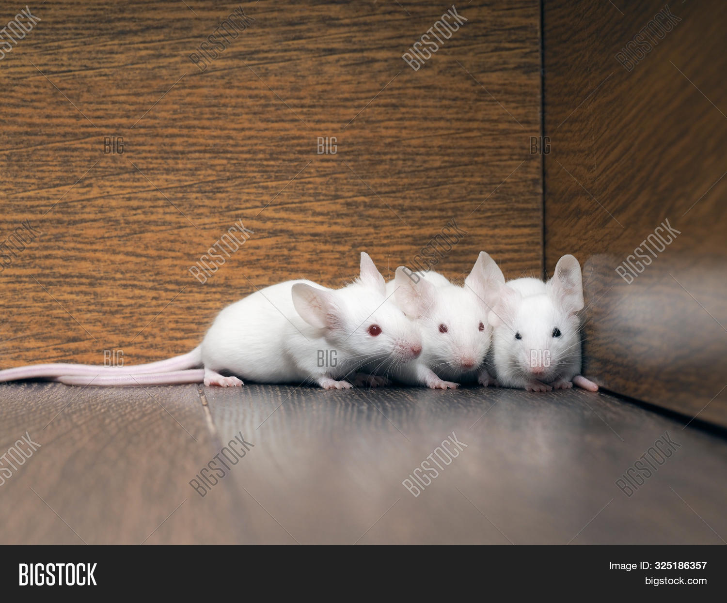 Rodent,White,animals,cares,chilly,closet,cozy,cute,family,floor,funny,good,hiding,lots,mice,mouse,mustache,pests,pet,phobia,rats,rodents,scary,small,symbol,timid,wall,warm,year