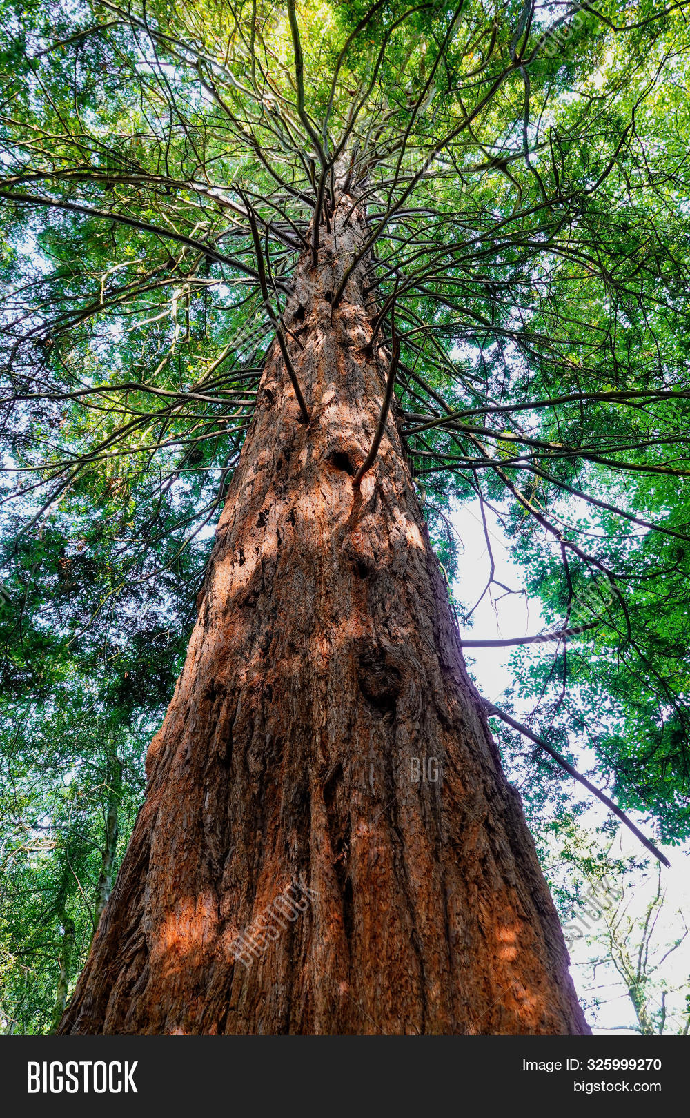bark,beautiful,beauty,big,branches,brown,coniferous,day,environment,forest,giant,gigantic,green,huge,majestic,massive,natural,nature,north,old,outdoor,park,plant,portmeirion,recreation,red,redwood,scenic,season,sequoia,subtropical,summer,sunlight,tall,tree,trunk,uk,up,vertical,wales,weathered,wood