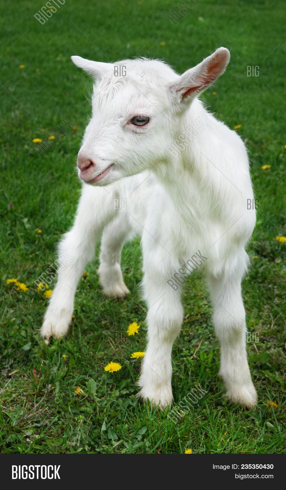 animal,baby goat,beautiful,colorful,concept,cute,domestic,easter,farm,farming,fauna,field,goat,grass,green,kid,kiddy,little,lovely,mammal,meadow,nature,outdoor,pasture,pet,play,poster,scene,season,small,spring,summer,white,yeanling,young