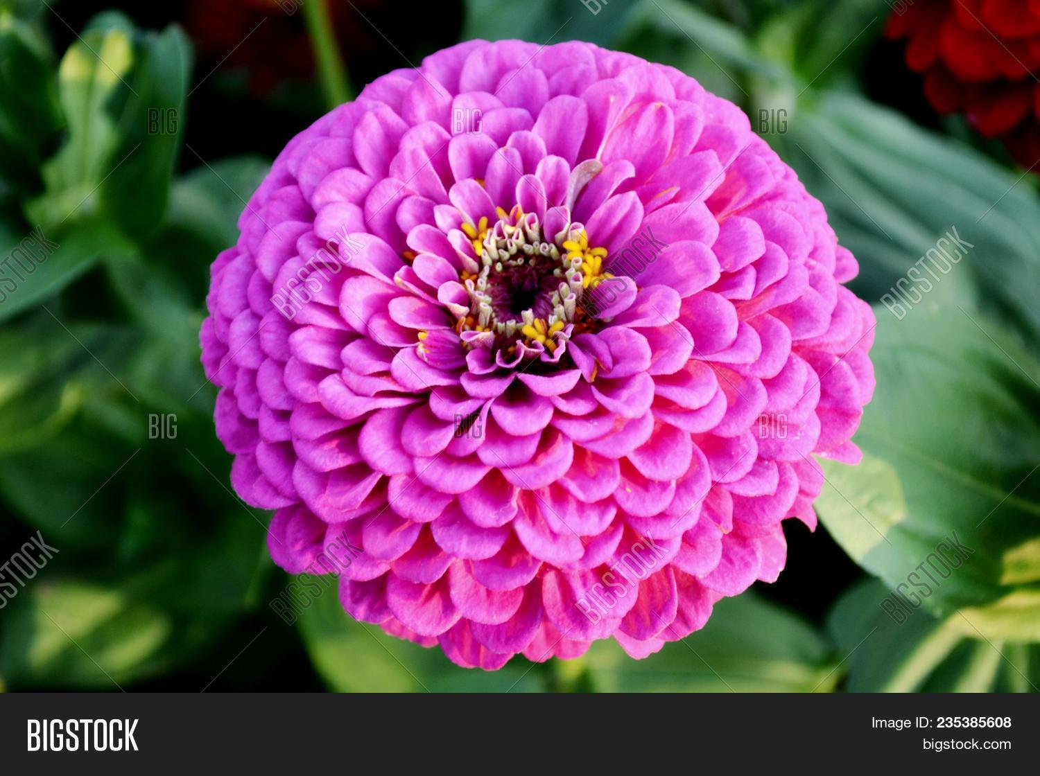 amazing,asteraceae,august,autumn,beautiful,bloom,blooming,blossom,bulb,bush,card,celebration,close,color,colorful,dark,delicate,elegance,flower,fragility,fresh,garden,gardening,gift,green,holiday,macro,nature,paper,pastel,perennial,petals,pink,plant,romance,romantic,september,shrub,spring,springtime,summer,vigorous,violet,wall,zinnia
