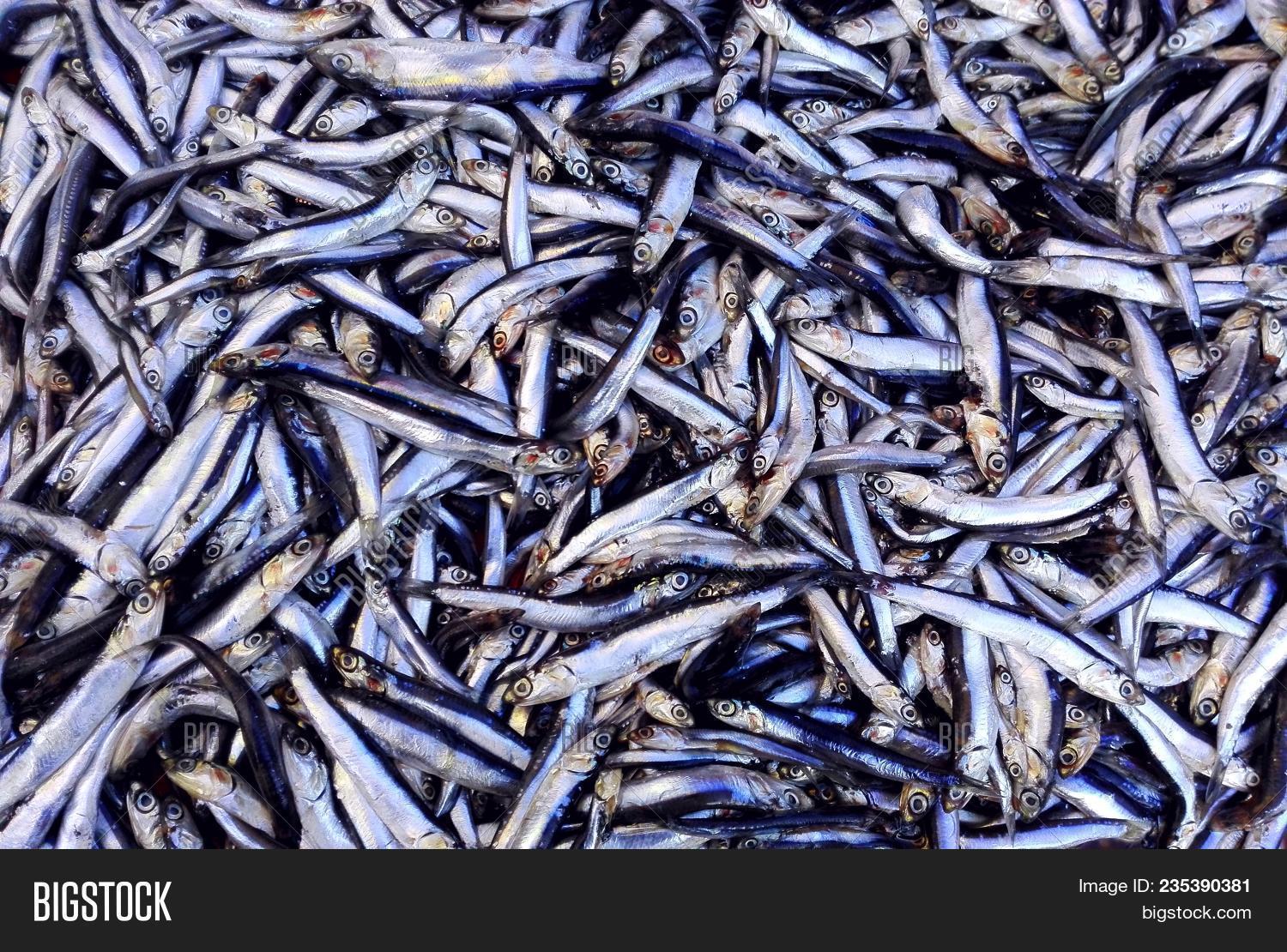 anchovy,animal,background,black,boat,catch,cuisine,dead,diet,display,european,farm,fish,fisherman,fishing,food,fresh,freshness,hamsi,healthy,heap,ice,industrial,ingredient,italian,italy,karadeniz,lined,lot,many,market,mediterranean,natural,nature,of,pattern,raw,sale,sea,seafood,ship,shop,silver,small,store,supermarket,top,turkey,turkish,view
