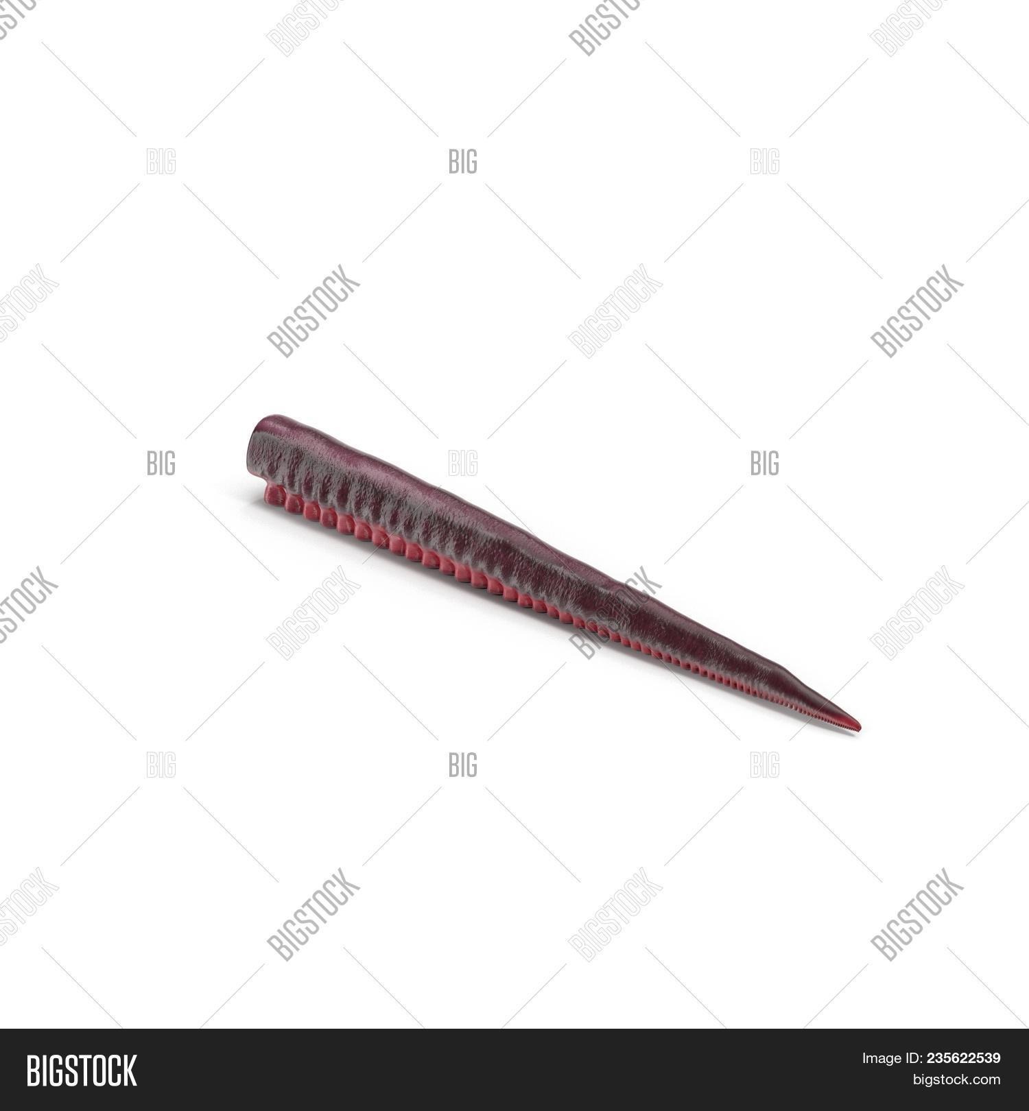 octopus tentacle on white