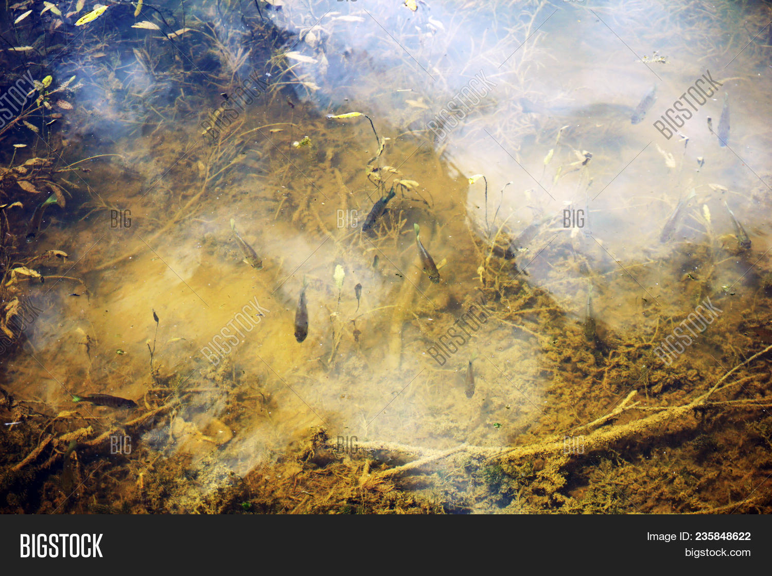 algae,american,animal,bluegill,bream,brim,chicago,city,copper,county,environment,fish,fishing,forest,freshwater,gamefish,illinois,joliet,july,lake,lepomis,macrochirus,nature,nose,outdoor,phytoplankton,plankton,pond,preserve,quarry,recreation,reserve,rock,run,school,seaweed,suburb,suburban,suburbia,summer,urban,water,waterfront,will