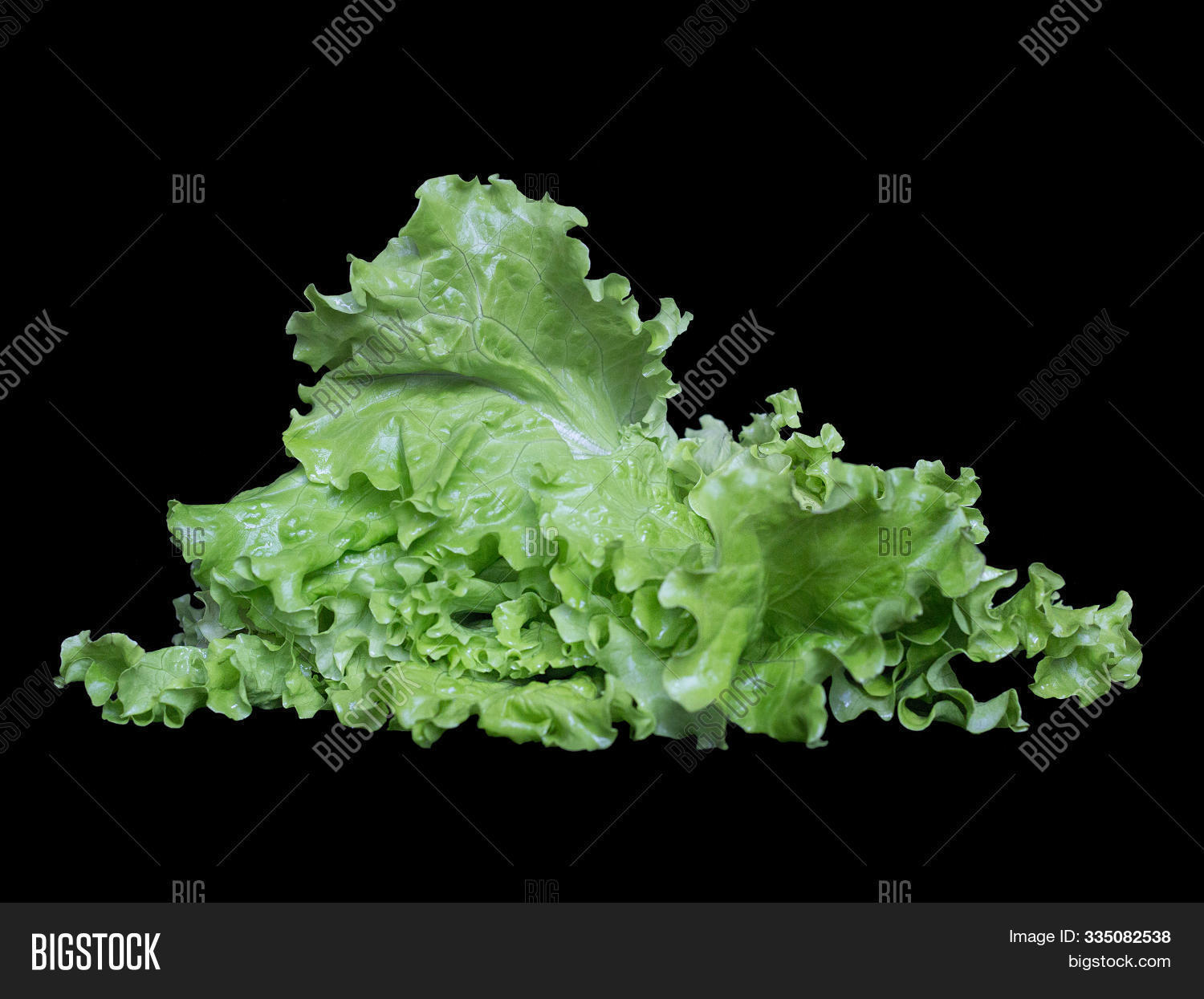 agriculture,appetite,background,black,close-up,cluster,crisp,diet,eat,eco,edible,farming,food,fresh,gardening,green,growing,grown,harvest,health,isolated,leaf,lettuce,meals,nature,nobody,nutrition,object,organic,plant,raw,rural,seasonal,side,vegetable,vegetarian,view,vitamin