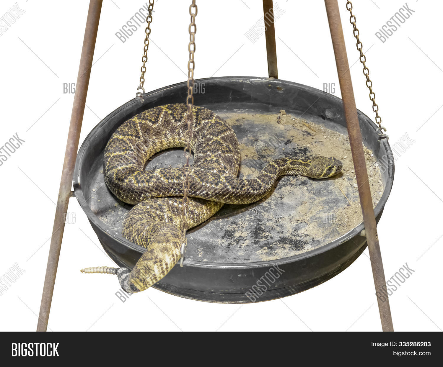 adobe,animal,arizona,atrox,buzz,creature,crotalus,dangerous,desert,diamond,diamond-back,diamond-backed,diamondback,fierce,hazardous,isolated,metal,pan,pit,pot,rattler,rattlesnake,reptile,snake,spitting,tail,texan,texas,toxic,venomous,vertebrate,viper,western