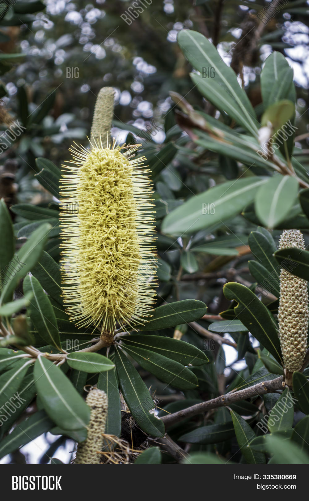 australia,australian,bloom,blooming,blossom,botanic,botany,bottle,bottle-brush,bottlebrush,branch,bright,brush,bush,callistemon,closeup,color,colorful,environment,exotic,flora,floral,flower,foliage,garden,gardening,golden,green,honey,horticulture,inflorescence,leaf,leaves,melaleuca,myrtaceae,native,natural,nature,nectar,plant,pollen,red,shrub,spring,summer,tree,tropical,vibrant,wildflower,yellow