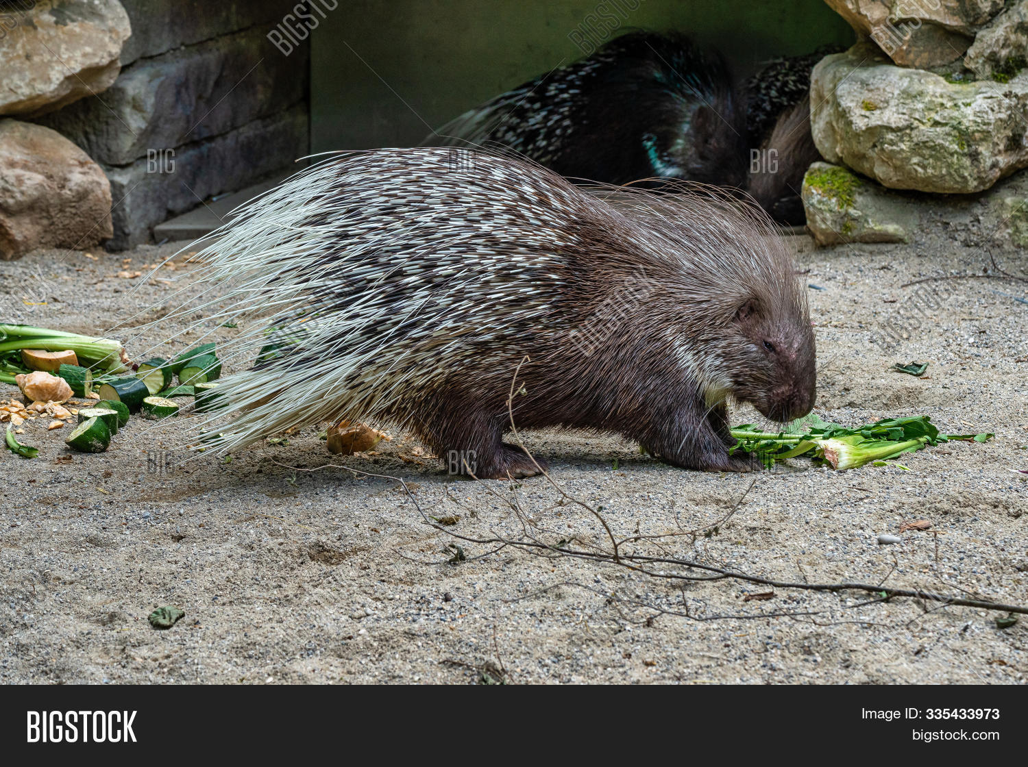 Rodent Shell Indian Crested Porcupine, Hystrix Indica In A German Zoo image & stock ...