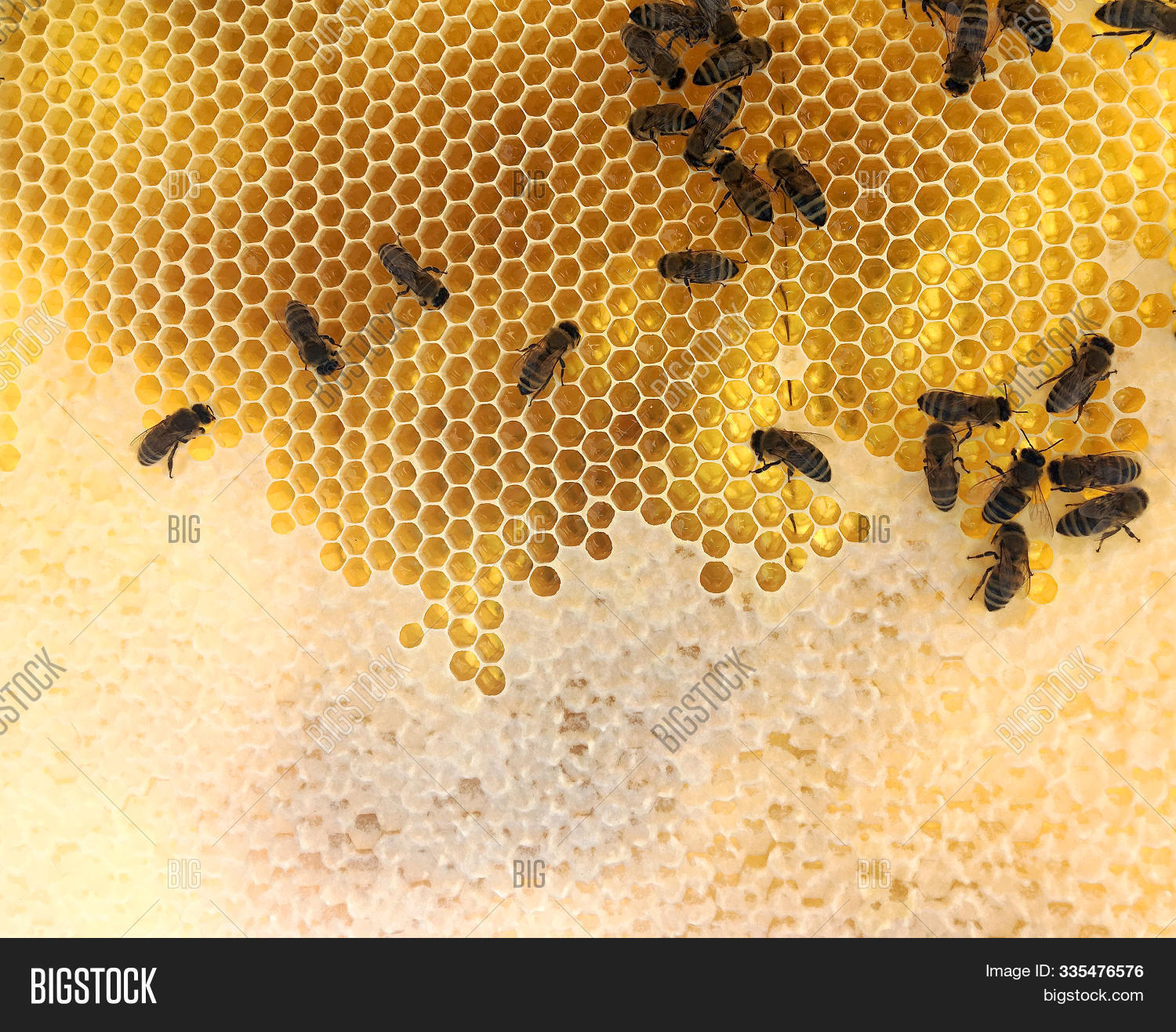 amber,animal,apiary,apiculture,background,bee,beehive,beekeeper,beekeeping,beeswax,busy,cell,closeup,comb,detail,food,frame,geometric,gold,gummy,hexagon,hive,honey,honeybee,honeycomb,honeyed,insect,isolated,lifestyle,macro,medicine,natural,nature,nectar,organization,pattern,pollen,polygon,propolis,queen,real,shape,sticky,swarm,sweet,texture,wax,wild,work,yellow