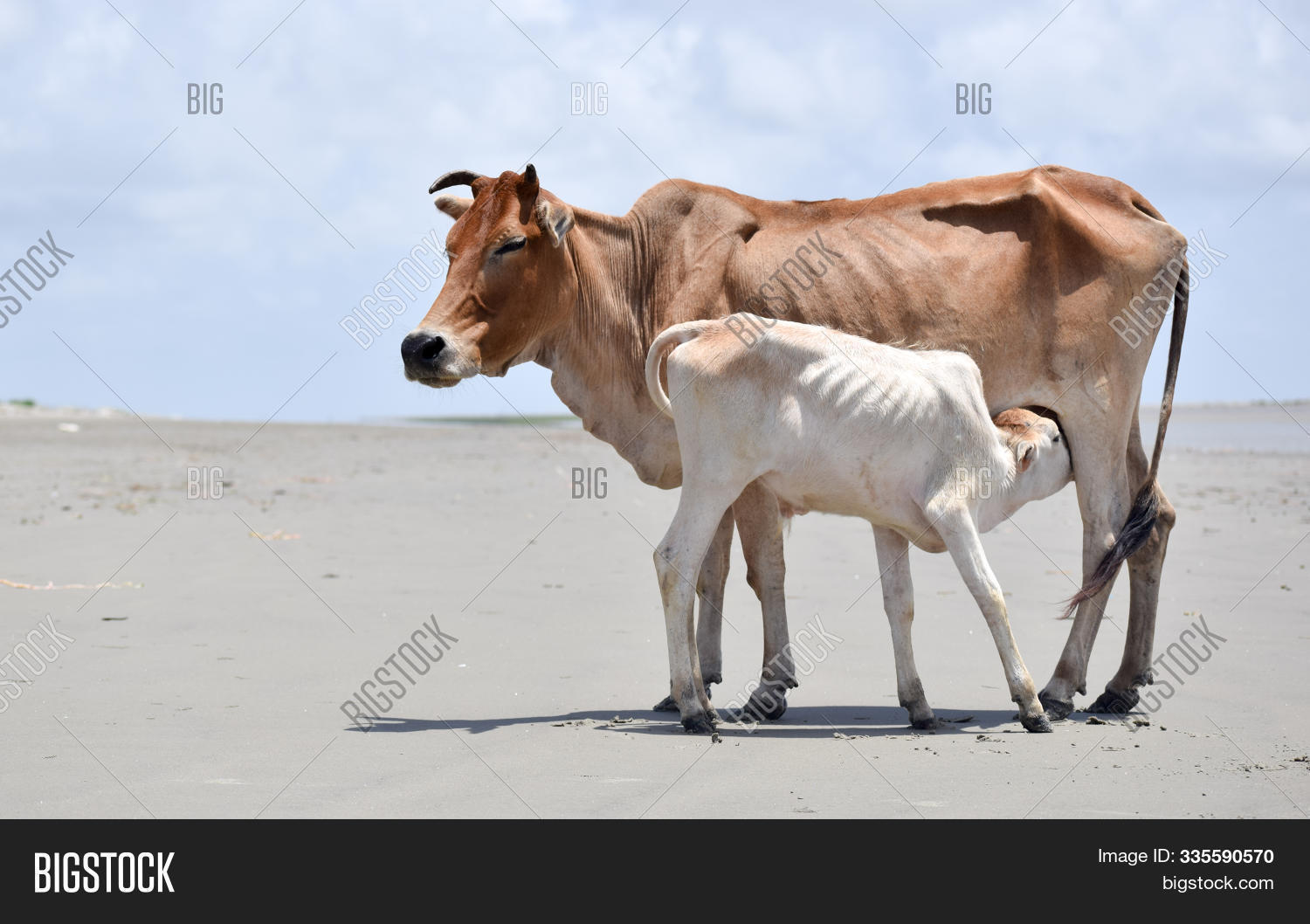 Two,agriculture,animal,beauty-in-care,beef,biology,breastfeeding,brown,calf,cattle,cow,dairy,day,domestic,eating,farm,feed-the-children,feeding,female,food-and-drink,friendship,grass,grazing,herd,horned,land,livestock,looking,love-emotion,mammal,mare,meadow,milk,mother,natural,nature,no-people,pasture,phenomenon,portrait,ranch,rural-scene,sucking,suckling,sunlight,thirsty,udder,veal,young