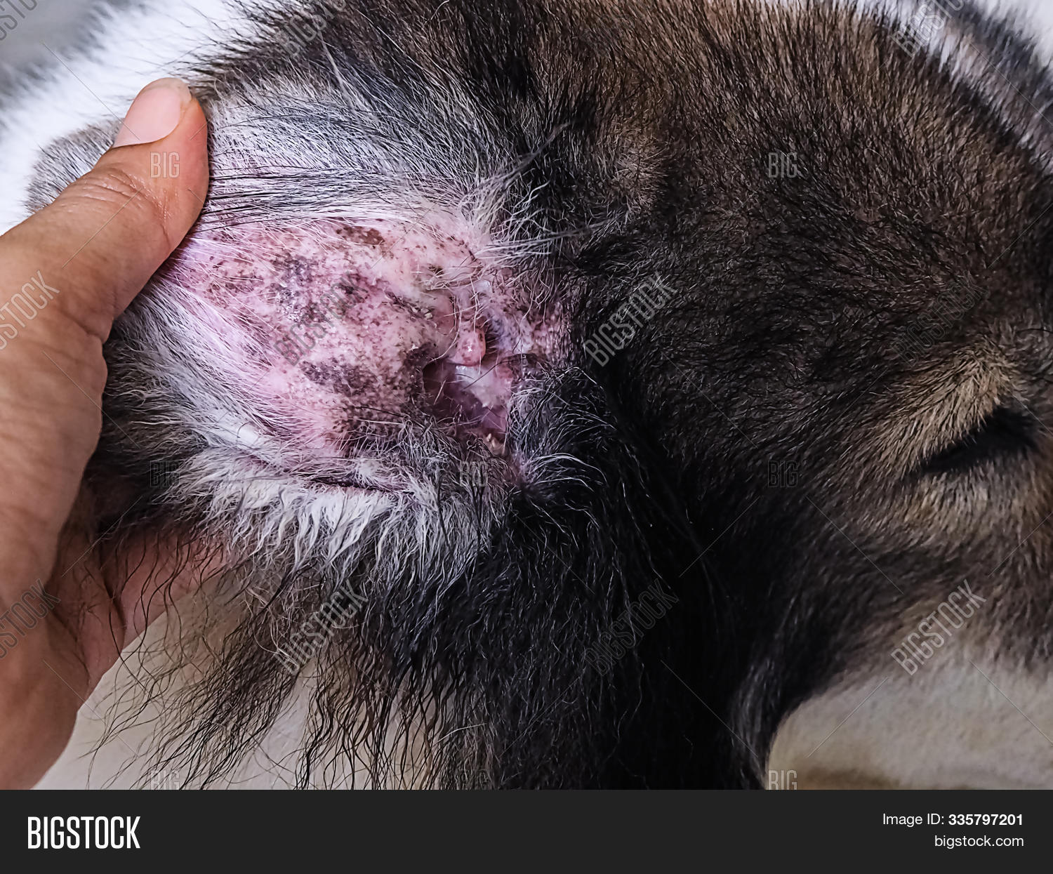 abandoned,abnormal,animal,area,areaitchy,closeup,concept,dermatitis,dermatologist,detail,diagnosis,disease,diseaseblad,doctor,dog,ear,earalopecia,focus,fur,hair,healthcare,help,hospital,hypersensitivity,infection,inflammation,itchy,labrador,macro,malassezia,mammal,nature,negative,pachydermatis,patchy,pets,sculpt,selective,skin,texture,veterinarian,veterinary,yeast