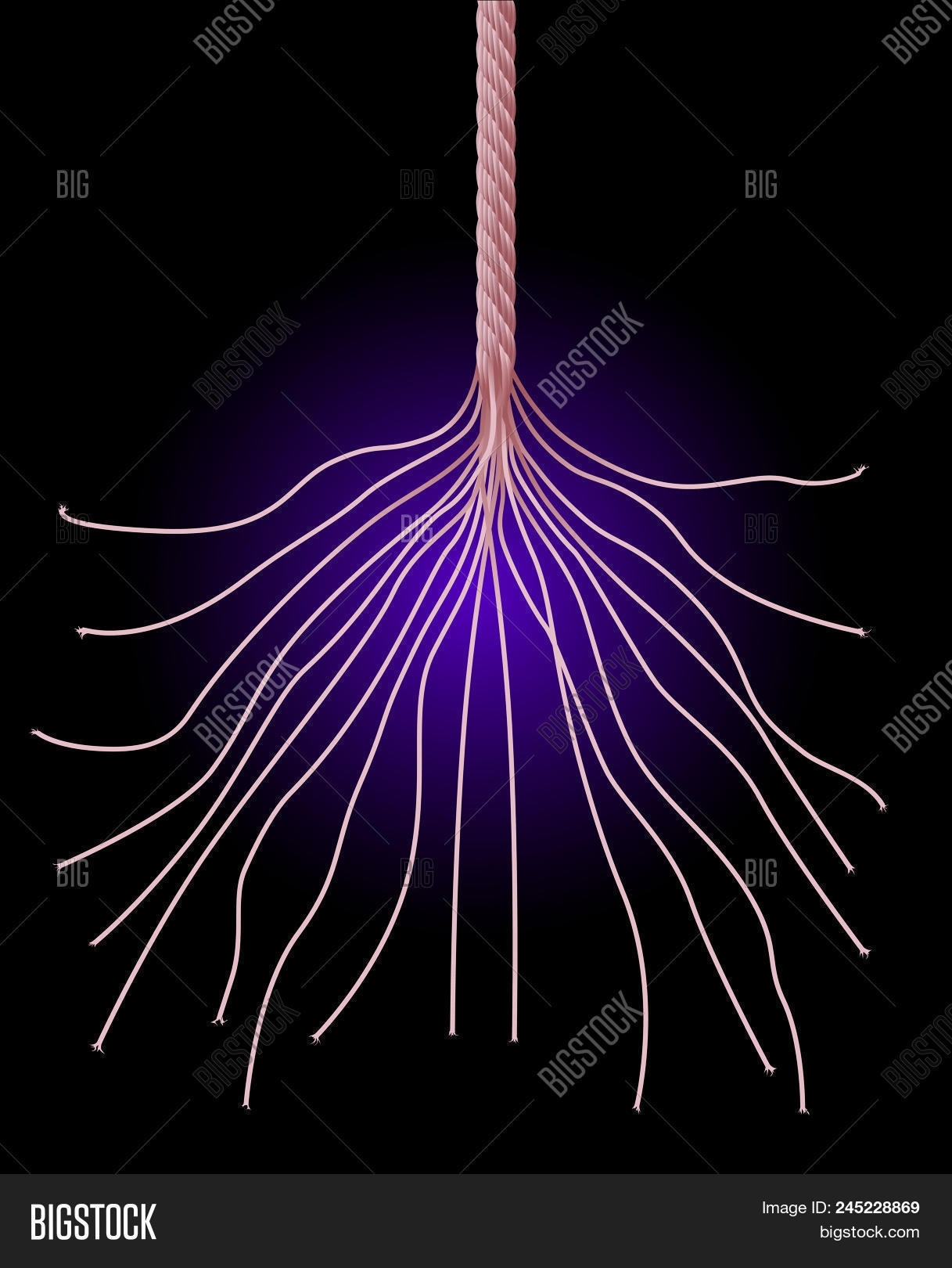 abstract,background,close,closeup,concept,cord,cut,damaged,detail,end,equipment,fiber,fray,frayed,graphic,grunge,hawser,hemp,isolated,line,old,piece,rope,sisal,string,strong,symbol,texture,thread,vector