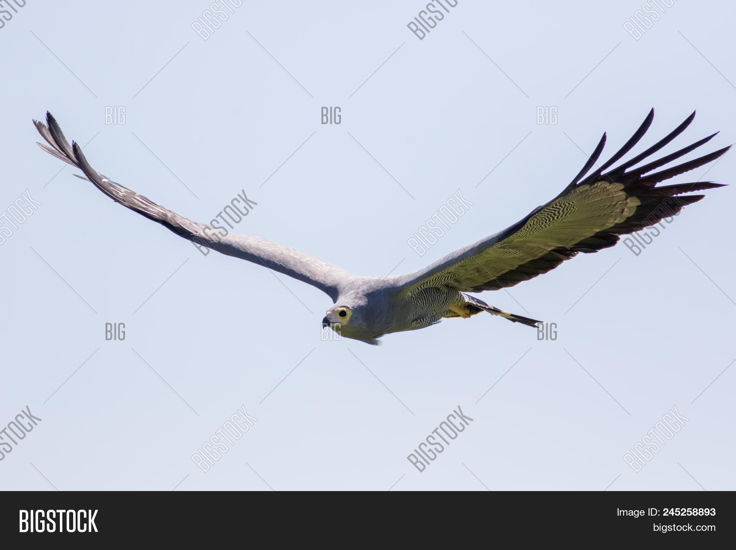 Africa,African,Polyboroides,Sahara,and,band,beautiful,bird,black,display,face,falconry,feathers,flight,flying,gliding,gray,grey,gymnogene,harrier,harrier-hawk,hawk,hawking,hunting,magnificent,majestic,nature,of,outstretched,pale,plumage,prey,raptor,striped,tips,typus,white,wild,wildlife,wings,yellow