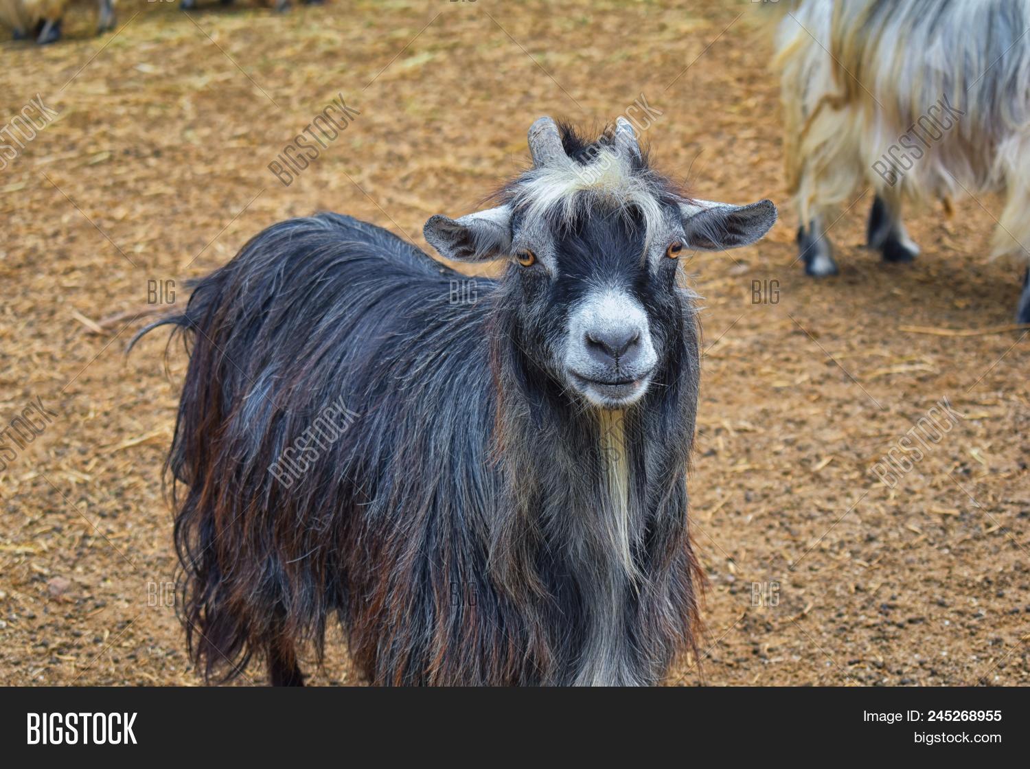 Miniature Long Haired Pet Goats With Horns In Rural Farm By