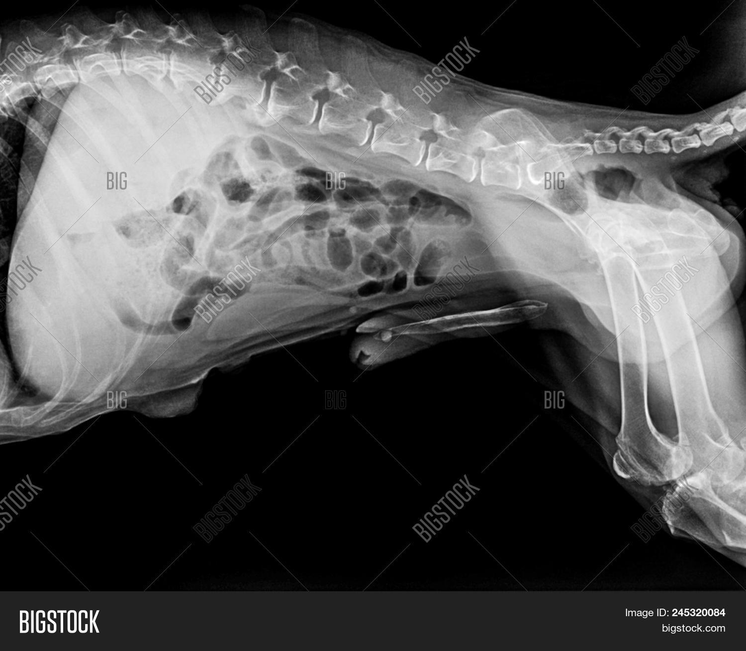 Xray Film Of Dog Lateral View Closed Up In Thorax Standard And Abdomen