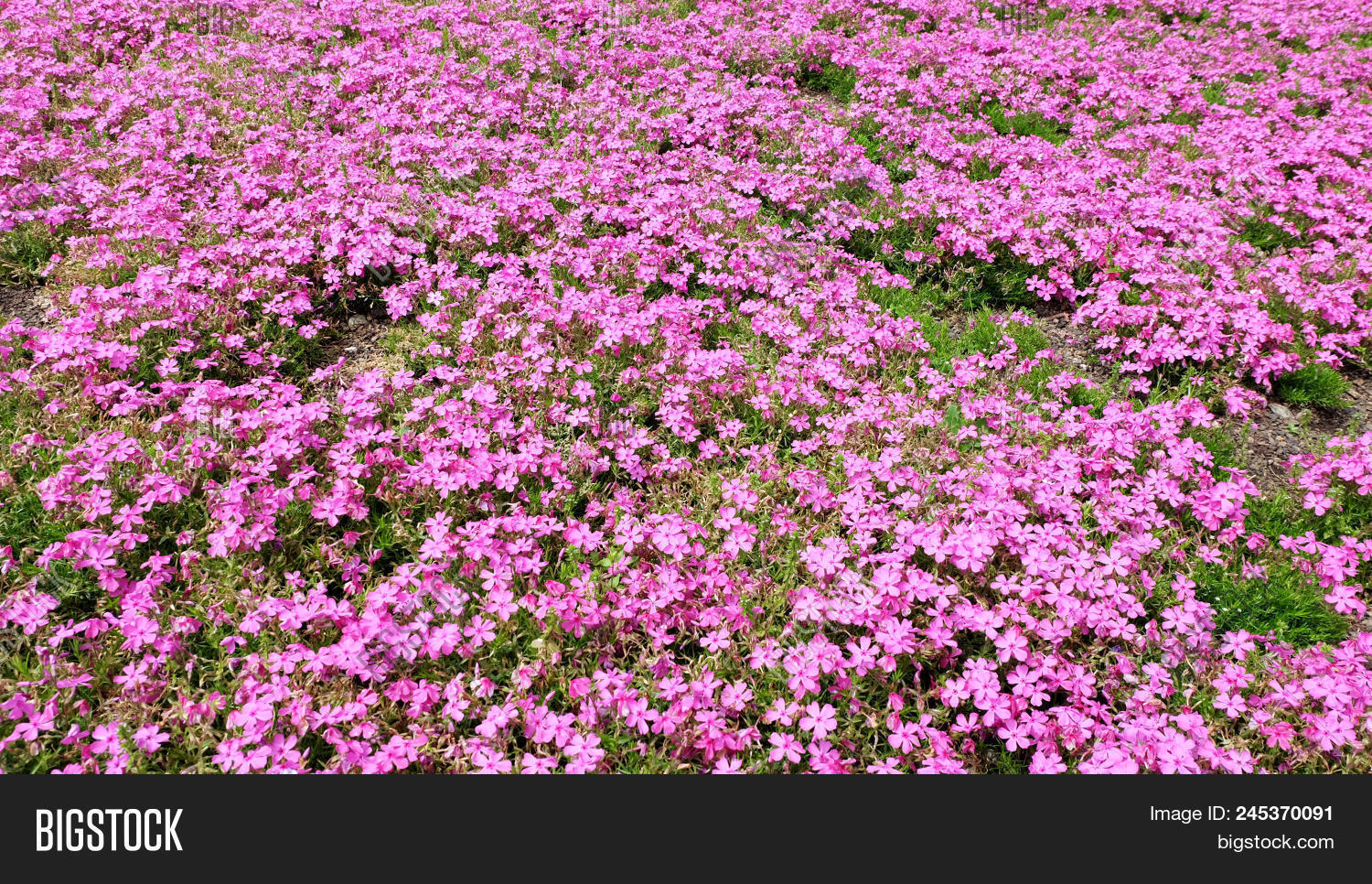 Pink Moss Background Phlox Flowers And Red Of One Side Alpine