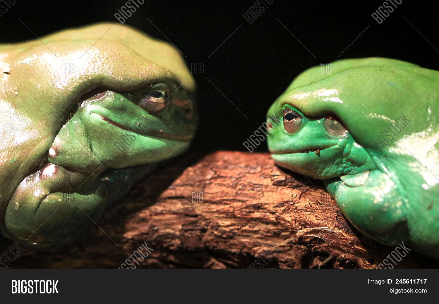 amphibian,animal,aussie,australia,australian,beautiful,branch,caerulea,chubby,color,colorful,colour,colourful,contest,cool,couple,door,down,dumpy,fat,frog,green,life,litoria,natural,nature,new,out,outdoor,outside,oz,pair,pretty,rest,resting,side,sleep,sleeping,stare,staring,together,tree,tree-frog,treefrog,under,vibrant,white,wild,wildlife,wood