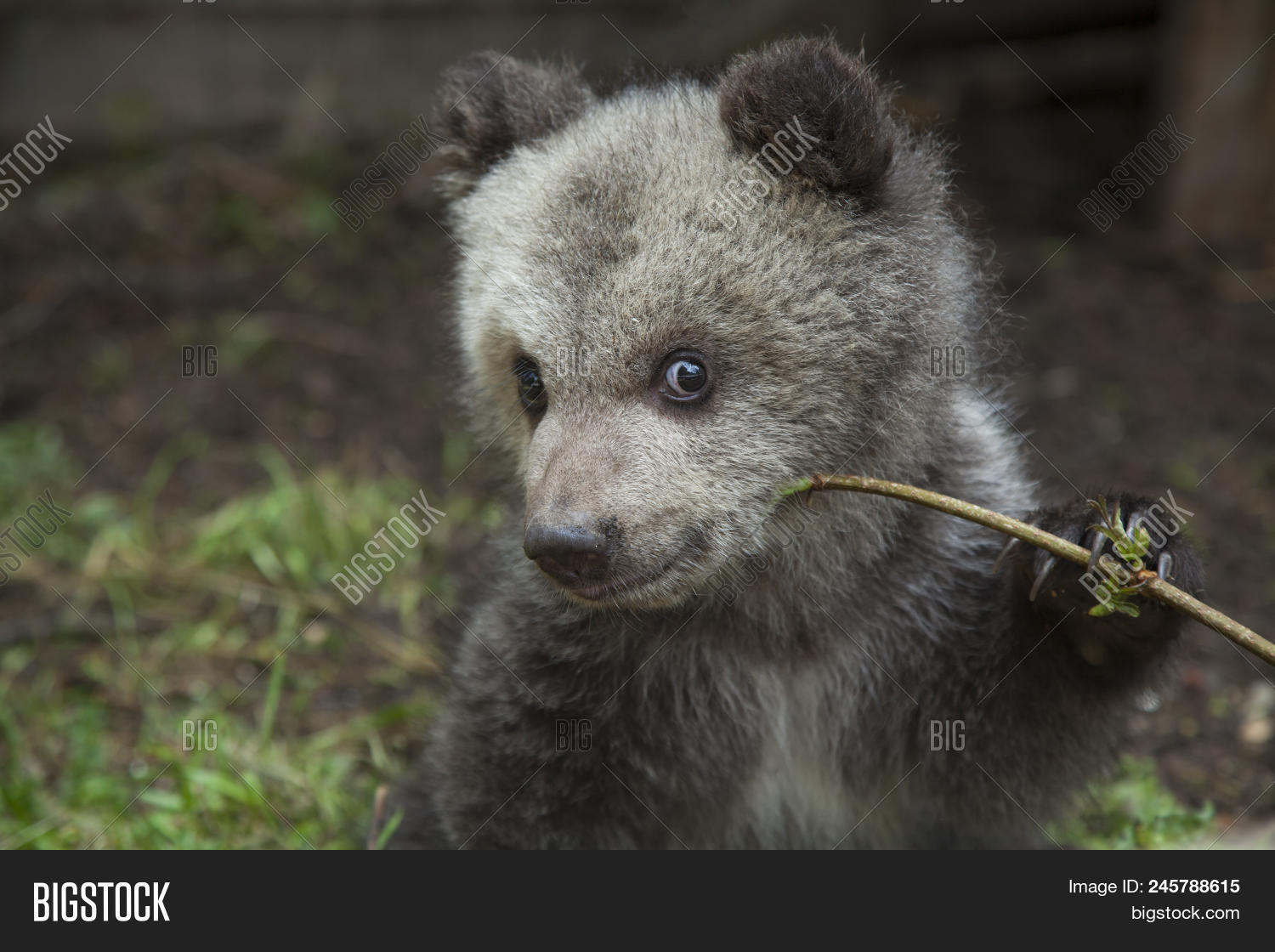 adorable,animal,arctos,away,baby,background,bear,behind,branch,brown,carnivore,claw,close-up,cub,curious,cute,dirt,dirty,fluffy,green,hair,happy,hold,look,mammal,nose,omnivore,plant,portrait,smile,tiny,tree,twig,ursus,wild,wildlife