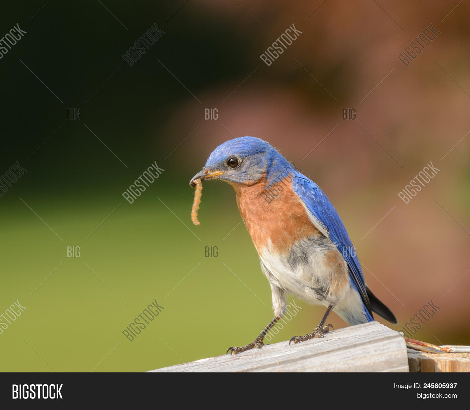Carroll,County,Maryland,avian,bird,bird-watching,blue,bluebird,eastern,ornithology,sialia,sialis,songbird,spring,worm