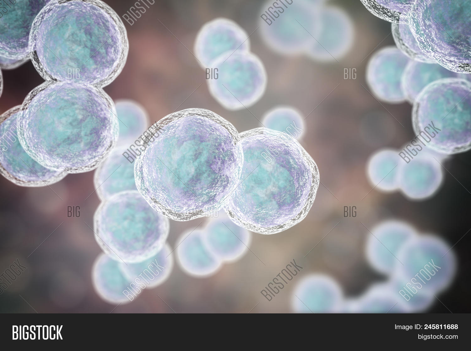 Moraxella Catarrhalis Bacteria, 3d Illustration. Gram-negative Aerobic ...