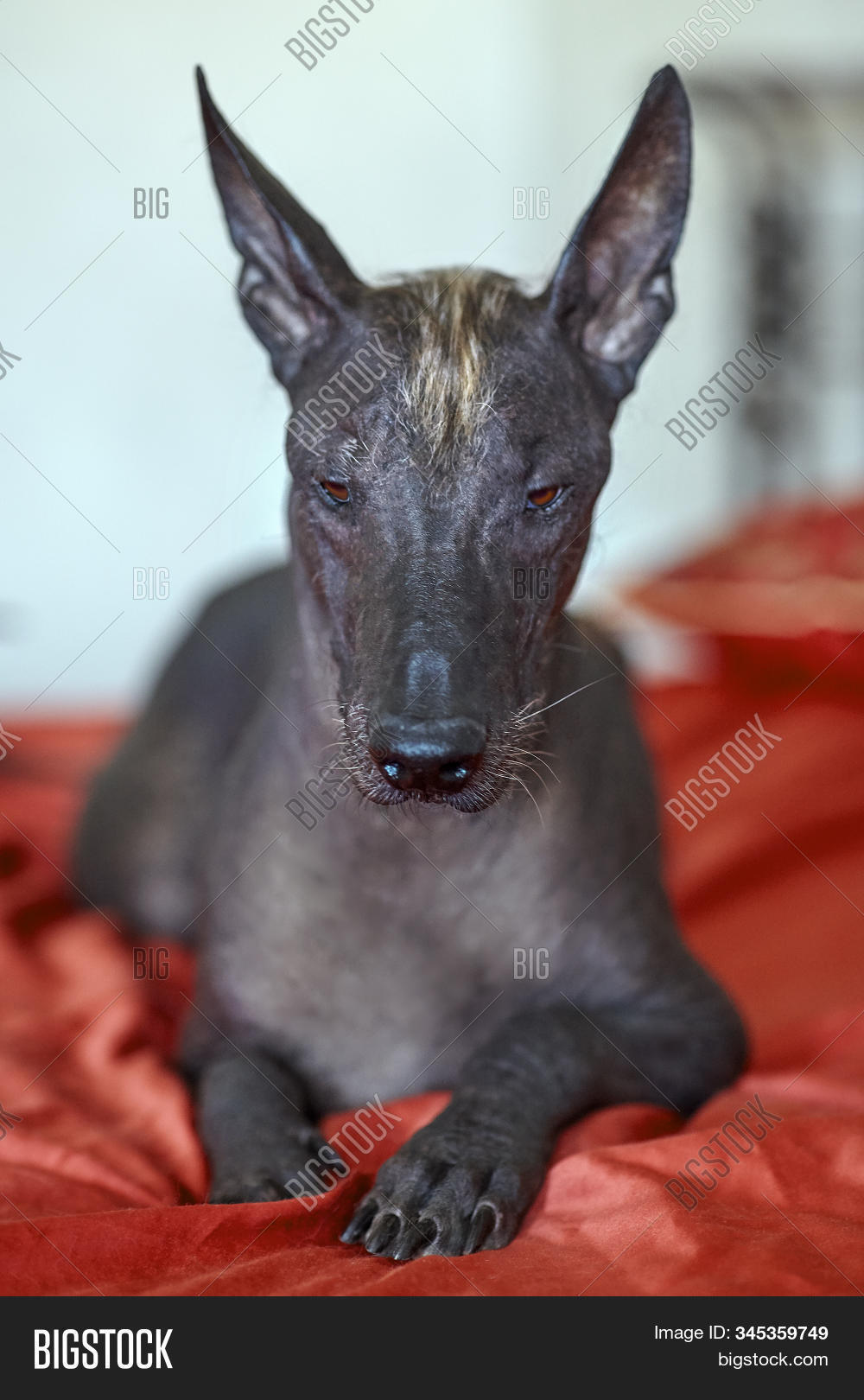 xolo,xoloitzcuintle,xoloitzcuintli,age,ancient,animal,aztec,beautiful,beauty,best,breed,bronze,brown,champion,dog,ear,family,friend,friendship,fun,fur,gorgeous,hairless,happy,incas,love,male,mayas,mexica,mexican,mexico,naked,nature,old,peruvian,pet,rare,rural,sacral,show,size,skin,standard,up,xolotl,exotic,red,background