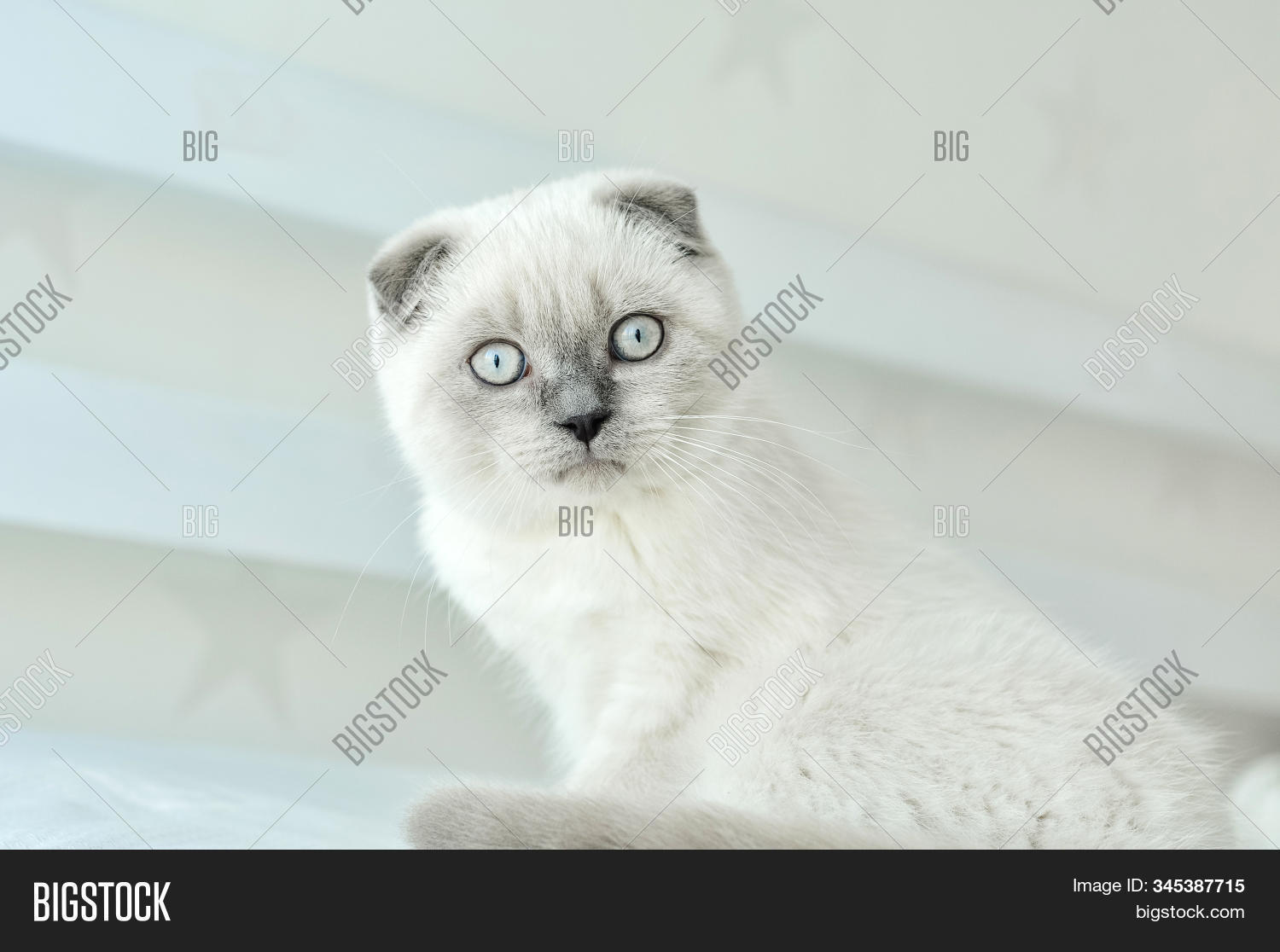 cat,scottish,fold,lying,animal,cute,pet,domestic,young,feline,fur,kitten,purebred,portrait,breed,beautiful,fluffy,funny,eyes,kitty,closeup,grey,playful,adorable,gray,background,nature,white,fun,sofa,culture,baby,small,british,cheerful,happy,sweet,little,relax,beauty,pretty,indoor,sleeping,rest,sleep,pussy,lovable,home