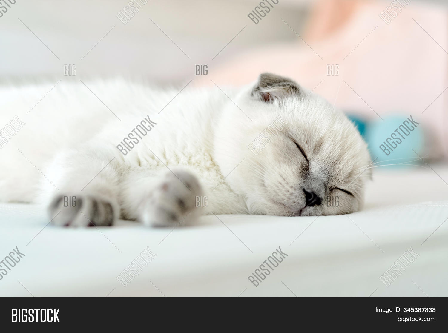 cat,scottish,fold,lying,animal,cute,pet,domestic,young,feline,fur,kitten,purebred,portrait,breed,beautiful,fluffy,funny,eyes,kitty,closeup,grey,playful,adorable,gray,background,nature,white,fun,sofa,culture,baby,small,british,cheerful,happy,sweet,little,relax,beauty,pretty,indoor,sleeping,rest,sleep,pussy,lovable,home