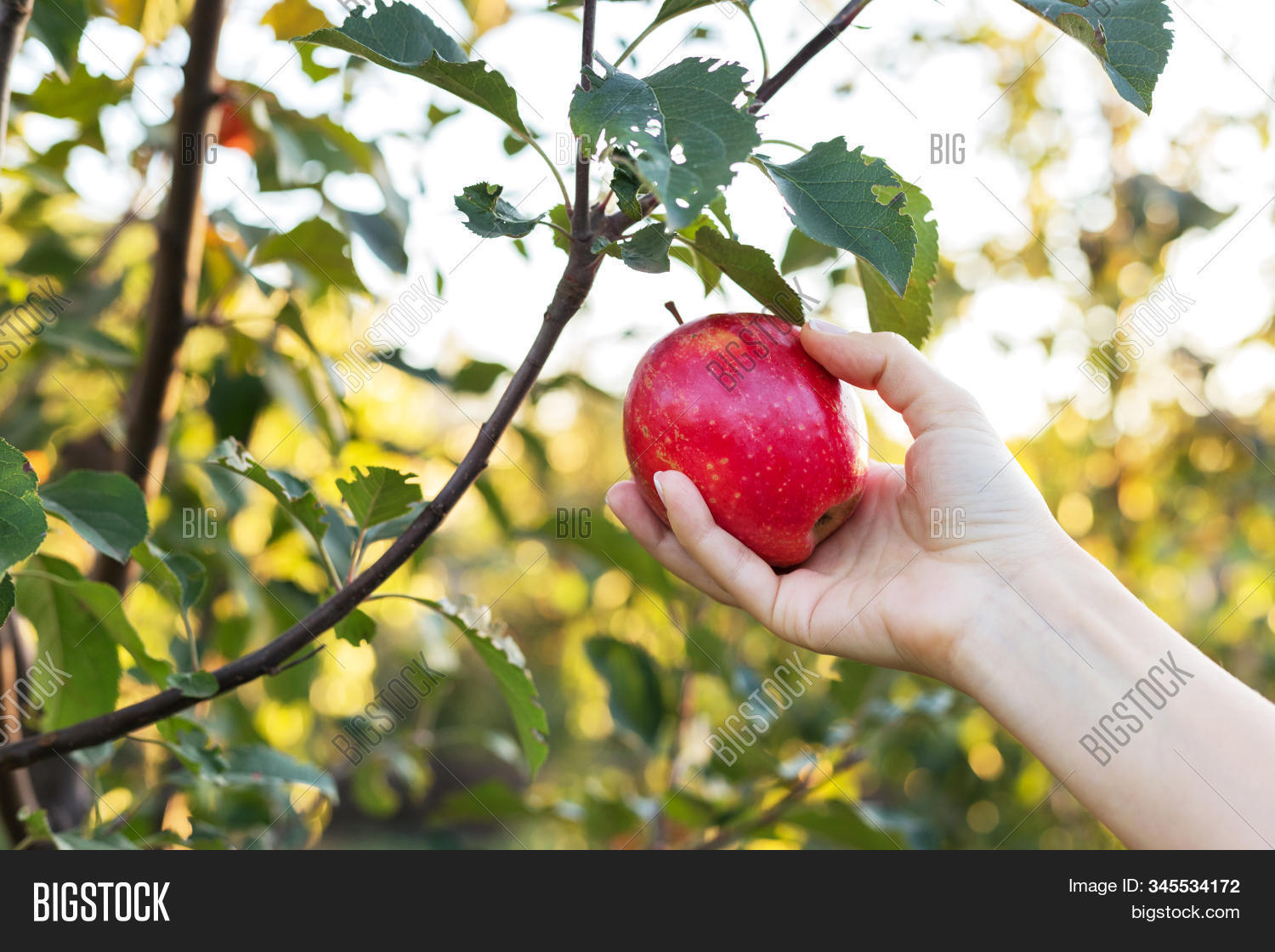 green,branch,apple-tree,apples,agriculture,food,nature,summer,tree,orchard,fruit,fresh,garden,leaf,plant,crop,harvest,healthy,organic,sweet,delicious,outdoors,farm,autumn,raw,ripe,nobody,freshness,growth,juicy,season,natural,color,group,eating,horizontal,seasonal,space,bunch,gardening,health,refreshment,stem,closeup,foliage,farming,harvesting,agricultural,domestica
