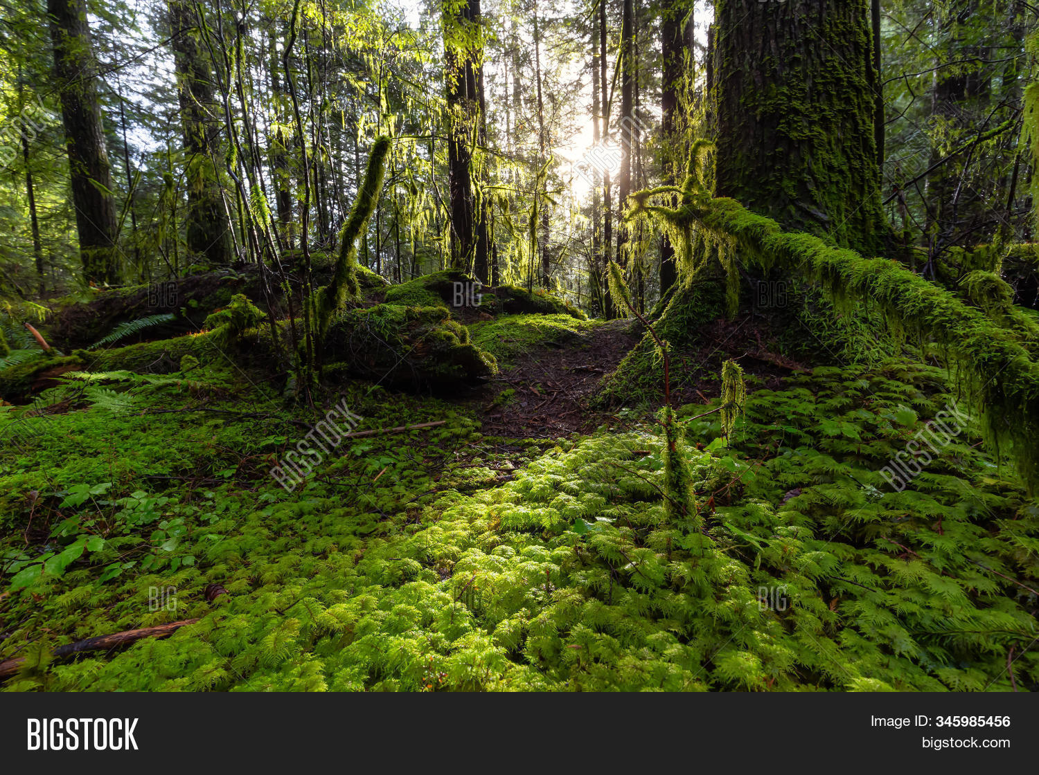 america, 																					backdrop, 																					background, 																					bc, 																					beautiful, 																					branches, 																					calm, 																					canada, 																					colorful, 																					colors, 																					dreamlike, 																					environment, 																					environmental, 																					foliage, 																					forest, 																					fresh, 																					green, 																					magical, 																					moss, 																					natural, 																					nature, 																					outdoors, 																					peaceful, 																					rain, 																					rainforest, 																					rainy, 																					scenery, 																					scenic, 																					serene, 																					sight, 																					sun, 																					sunlight, 																					sunny, 																					sunset, 																					tourism, 																					trees, 																					vancouver, 																					vibrant, 																					view, 																					wallpaper, 																					woods