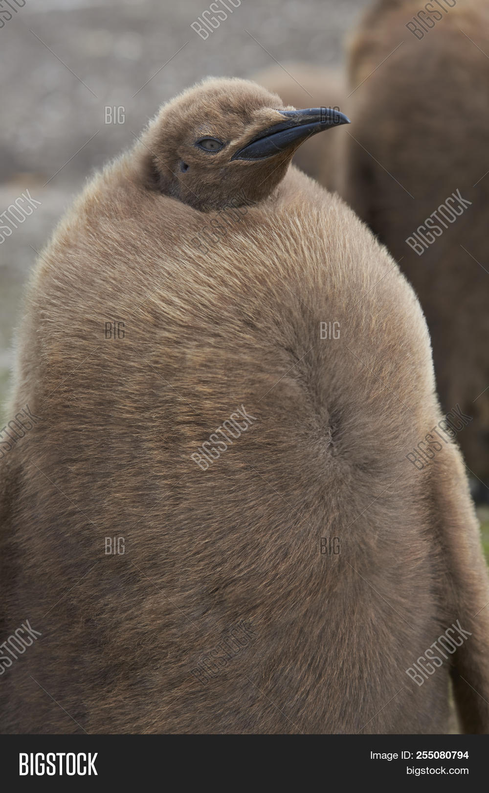 adolescent,animal,aptenodytes,atlantic,baby,beak,bird,breed,breeding,brown,chick,coat,down,eye,falkland,feather,flightless,fluffy,head,islands,king,nature,ocean,patagonicus,pattern,penguin,point,south,stand,standing,unruly,volunteer,warm,wild,wildlife,young