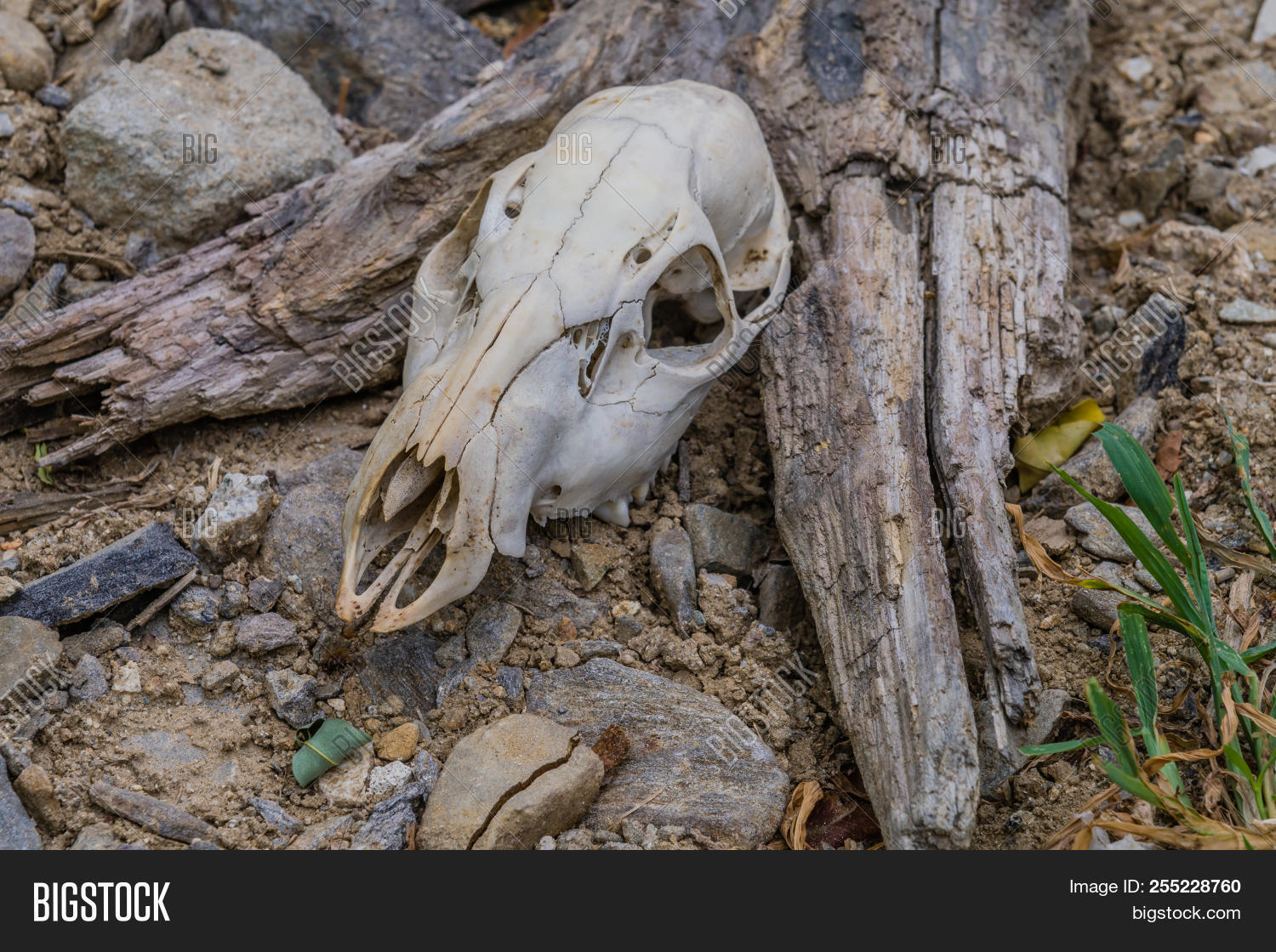 anatomy,animal,artifacts,asia,asian,authentic,back,beast,bench,biology,bone,broken,cavity,closeup,countryside,cranium,dead,death,deer,desert,dry,grunge,grungy,head,korea,native,nature,old,park,real,relic,remains,rock,rot,rough,rugged,rustic,skeletons,skull,sun,top,white,wild,wilderness,wildlife