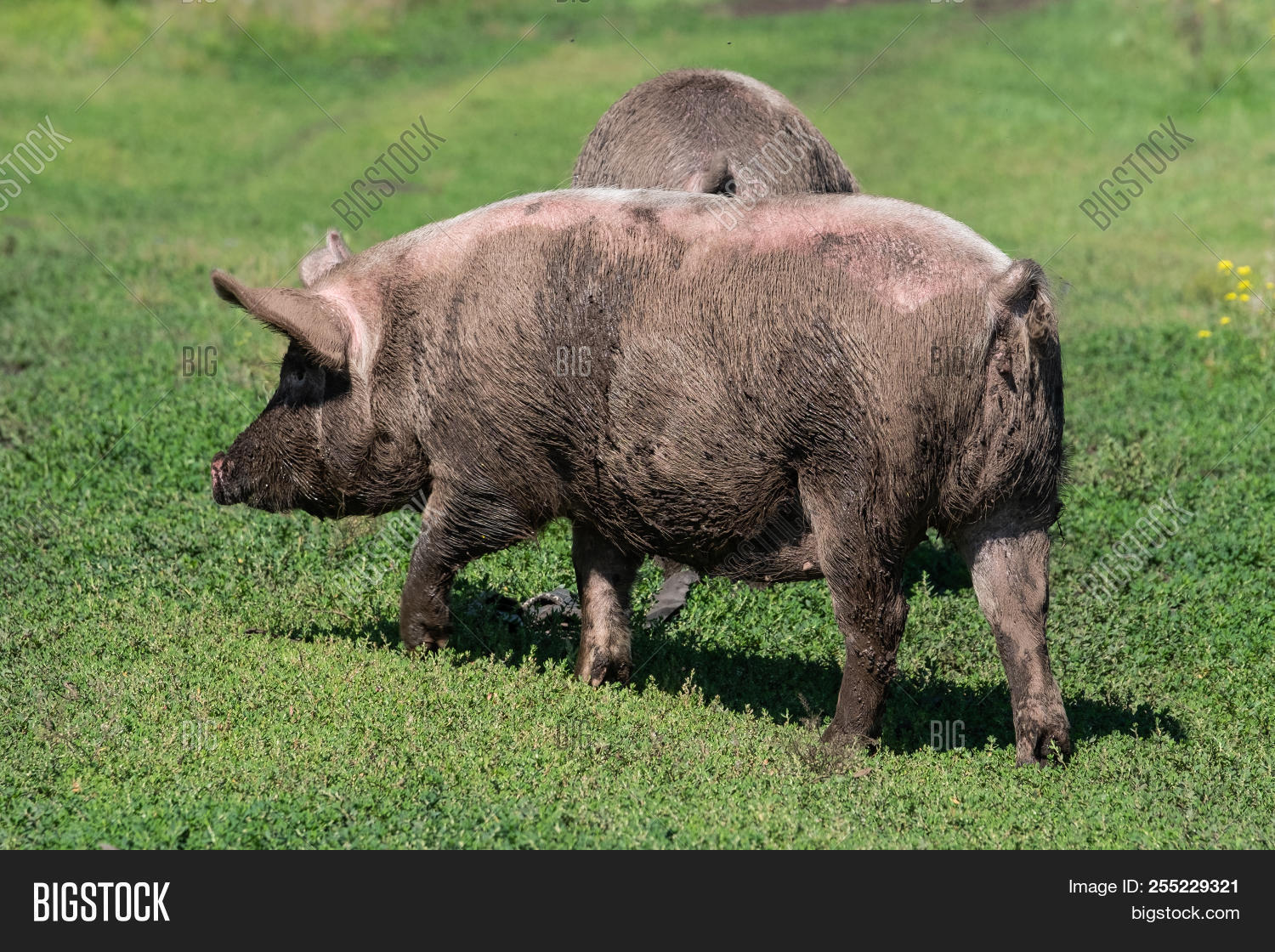 ass,backside,behind,boar,bottom,breech,bristle,brush,cattle,cattle-breeding,dirt,ear,eat,farm,grime,hair,head,hog,house,muck,mud,pasture,pig,piglet,rear,snout,sow,stubble,swine,tail,village