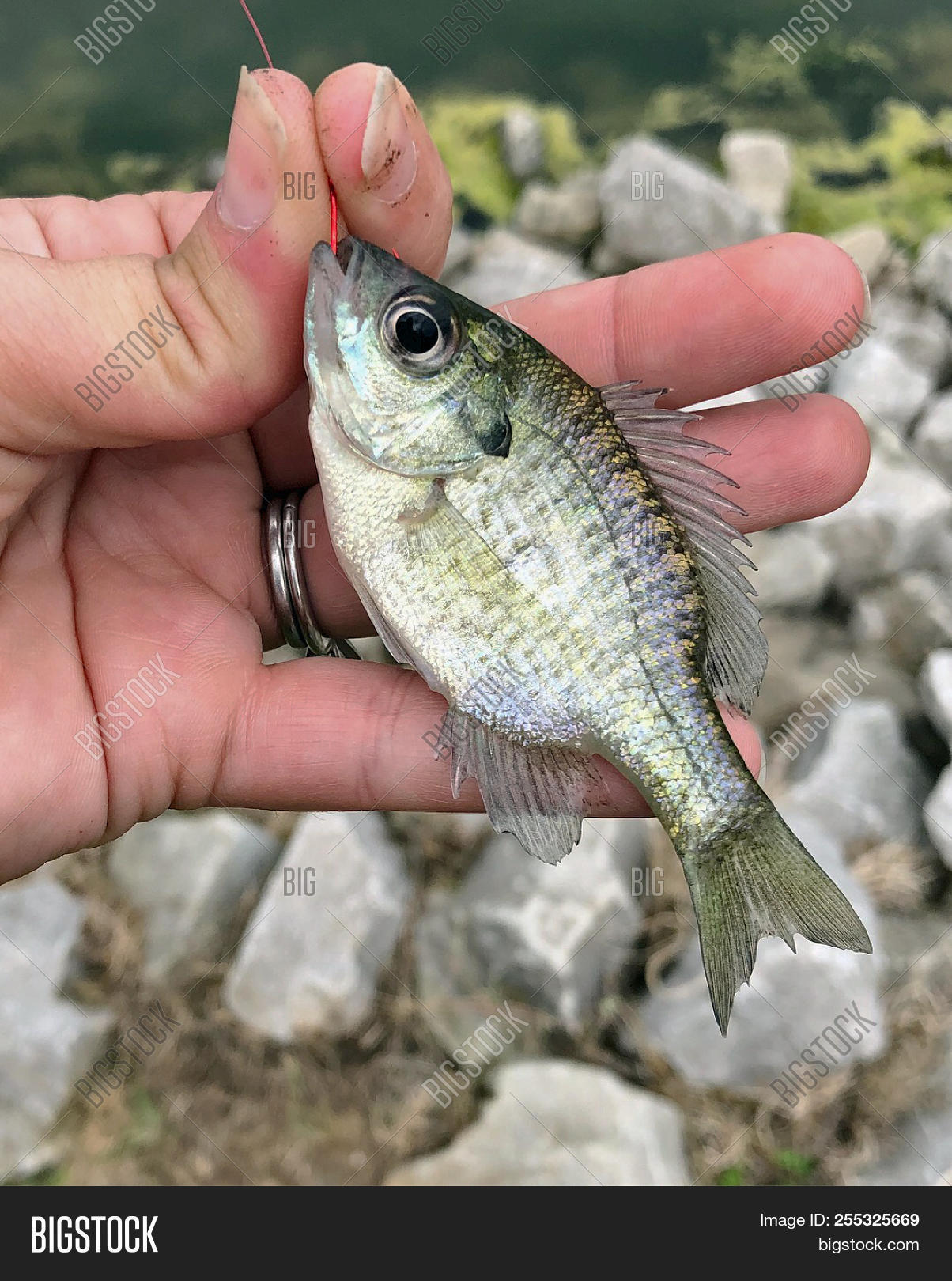 Centrarchidae,Perciformes,baby,black,blue,bluegill,bream,brim,caught,close,close-up,closeup,copper,fin,fish,food,fresh,freshwater,gill,hand,holding,hook,hooked,little,live,minnow,nose,panfish,scales,sea,seafood,small,spot,sun,sunfish,tiny,water