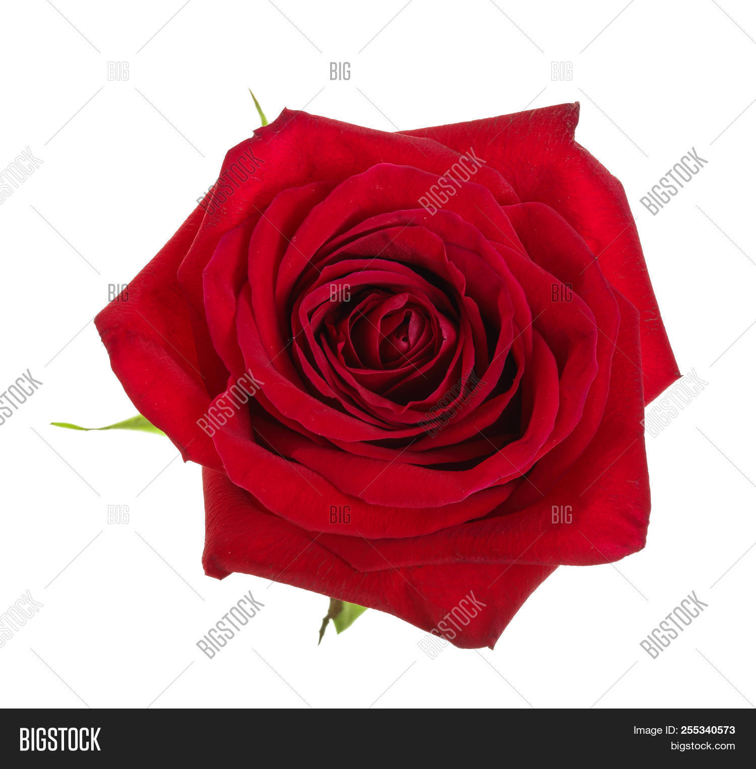 Beautiful Red Rose Isolated On White Background 255340573