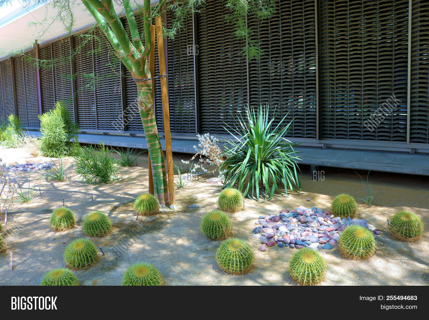 Cacti Garden Including Rocks Sand And Cactus Surrounding A