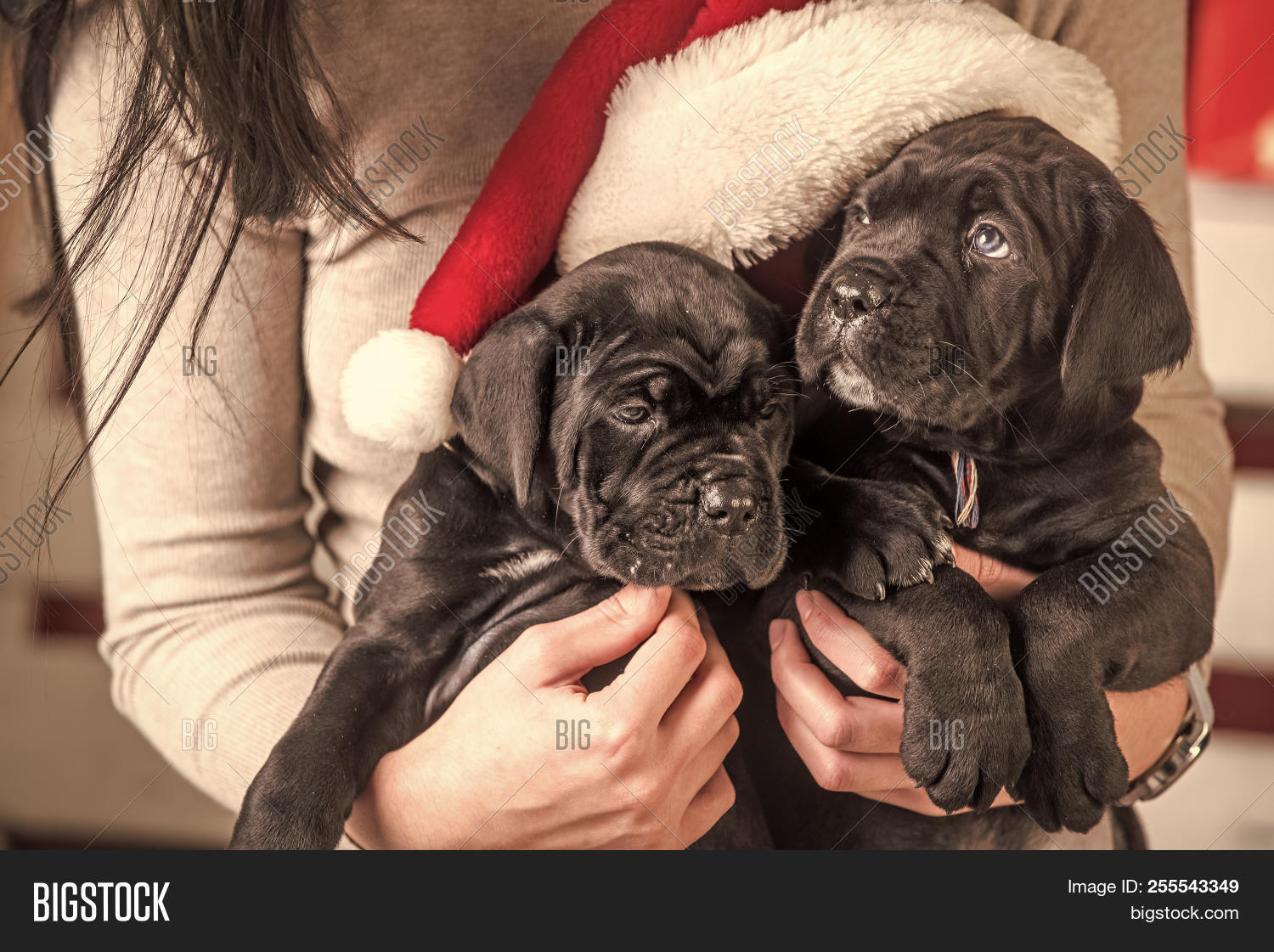 Cane Corso Puppy At Christmas New Year Cute Puppy At Female Hand Pet And Animal Dog Year Gift Image Stock Photo 255543349