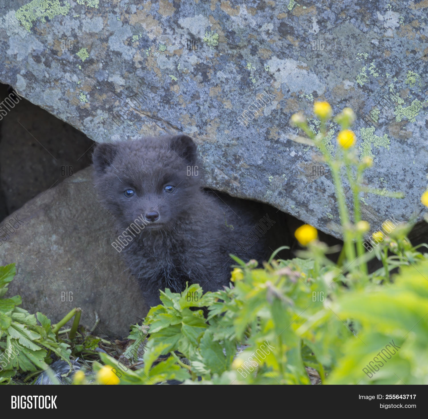 animal,arctic,baby,background,beautiful,blue,brown,close,cub,curious,cute,den,eye,face,flowers,focus,fox,funny,fur,grass,green,habitat,hornstrandir,iceland,icelandic,lagopus,lair,little,lovely,mammal,meadow,morph,nature,north,northern,outdoor,playful,polar,portrait,pup,puppy,reserve,summer,sweet,up,vulpes,west,wild,wildlife,young