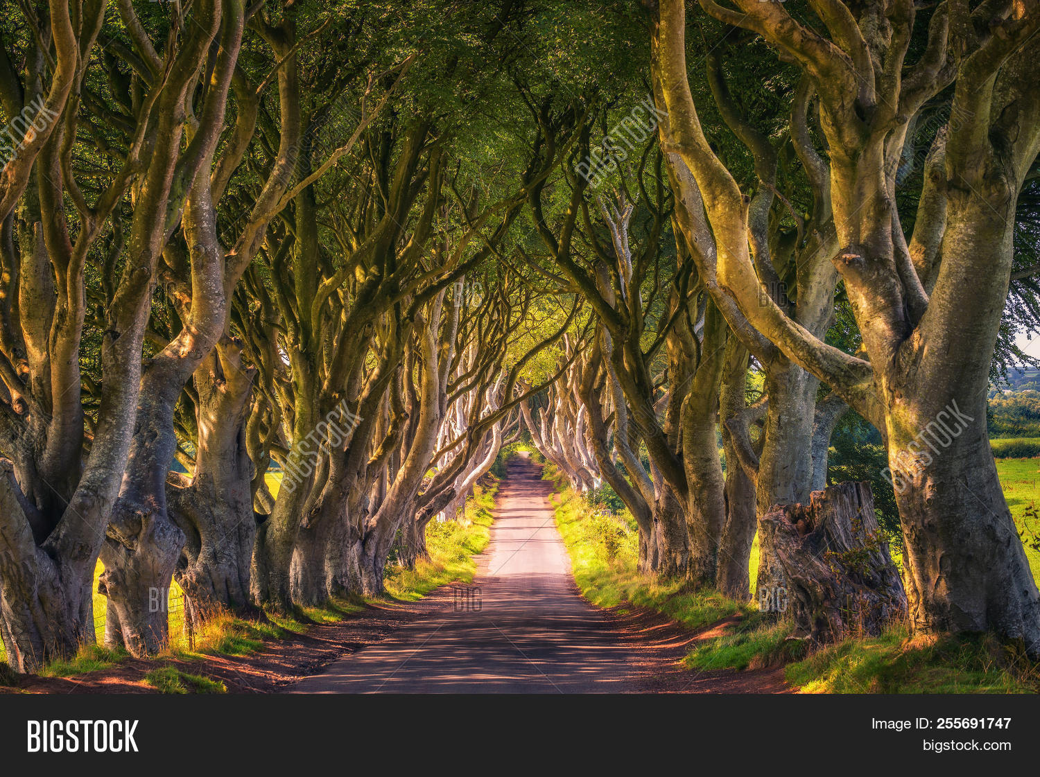 Kingdom,United,adventure,alley,amazing,antrim,armoy,avenue,beautiful,beech,bough,branches,column,countryside,county,dark,europe,forest,game,green,hedge,ireland,landscape,leaves,location,nature,no,nobody,northern,oaks,of,old,outdoor,park,path,people,road,rural,scenery,scenic,sunrise,sunset,thrones,travel,tree,tunnel,uk,yellow