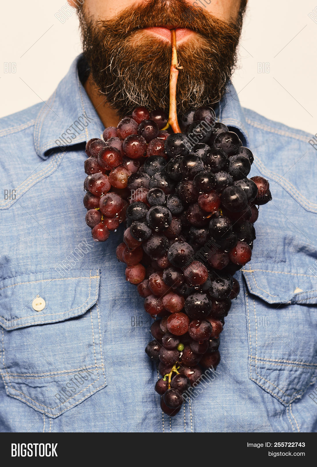 agriculture,autumn,background,barbershop,beard,bearded,berry,black,bunch,caucasian,cluster,concept,crop,diet,fall,farm,farmer,farming,france,fruit,garden,gardening,grape,grapevine,harvest,health,healthy,hold,isolated,male,man,mouth,natural,nourishment,oenologist,of,organic,pinot,ripe,show,vegetarian,vine,vitamin,viticulture,white,winegrower,winemaker,winemaking
