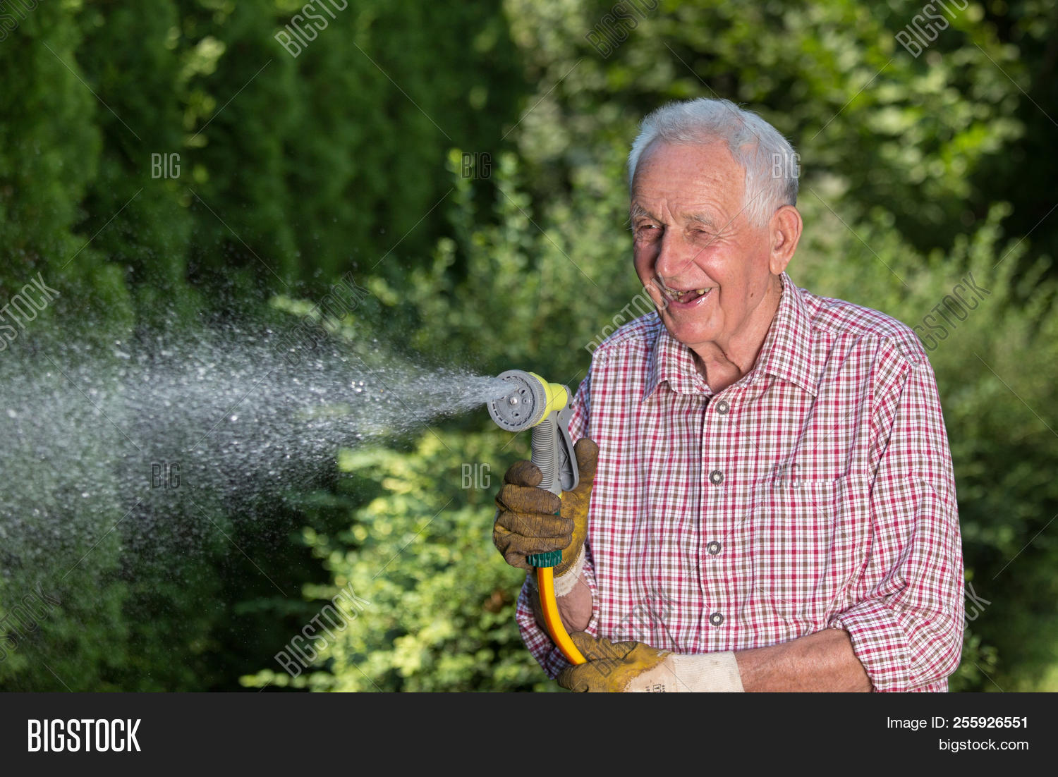 adult,backyard,botanical,bush,bushes,care,caucasian,courtyard,elder,enjoying,equipment,garden,gardener,gardening,green,happy,hedge,hobby,holding,horticulture,hose,irrigation,job,liquid,male,man,nature,old,outdoor,outside,people,person,plant,professional,relaxing,senior,spraying,spring,summer,tool,watering,work,worker,yard