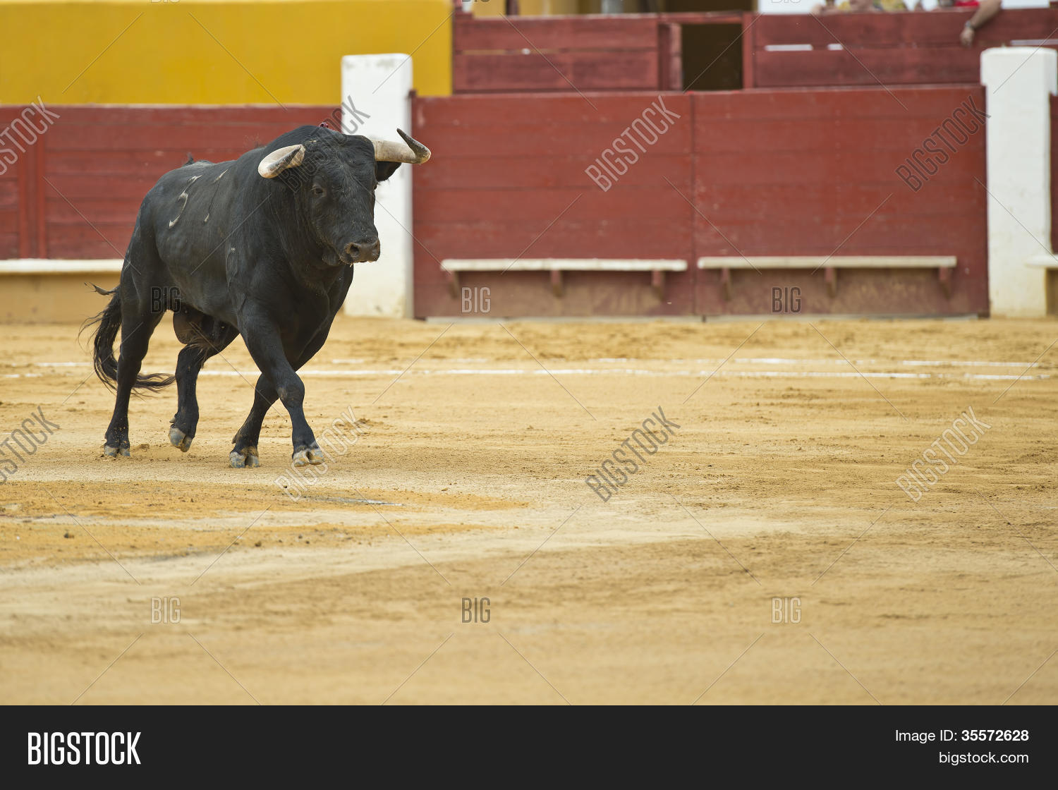 Bullfighting Image Stock Photo 35572628 Find over 38 of the best free bullfighter images. photostock editor