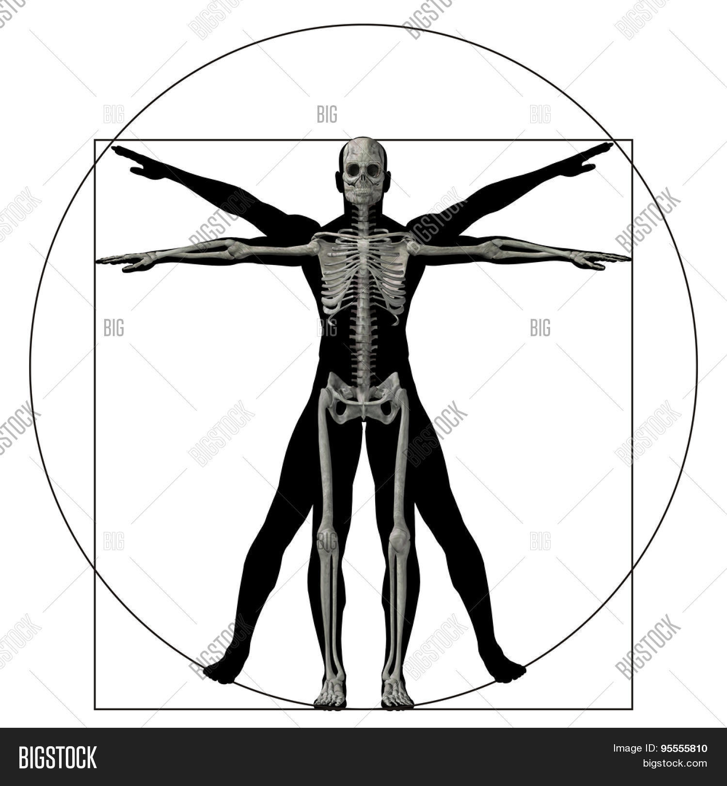 Vitruvian human or man as a concept, metaphor conceptual 3d proportion ...