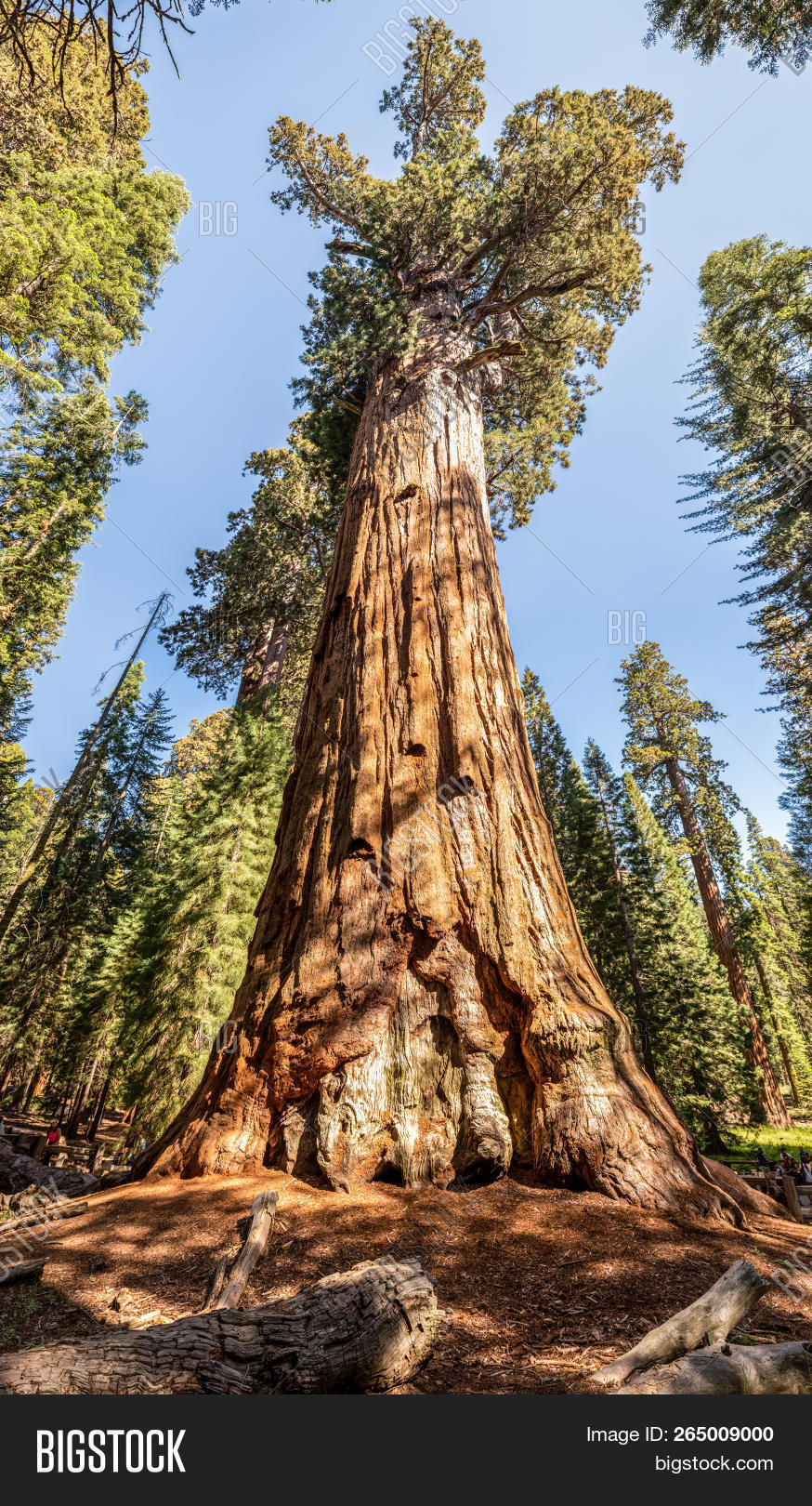 Coniferous,Sequoiadendron,States,United,bark,branch,california,forest,general,giant,giganteum,high,national,natural,nature,nevada,old,old-growth,outdoor,outside,pano,panorama,park,plant,redwood,sequoia,sherman,sierra,tall,trail,tree,trunk,wood