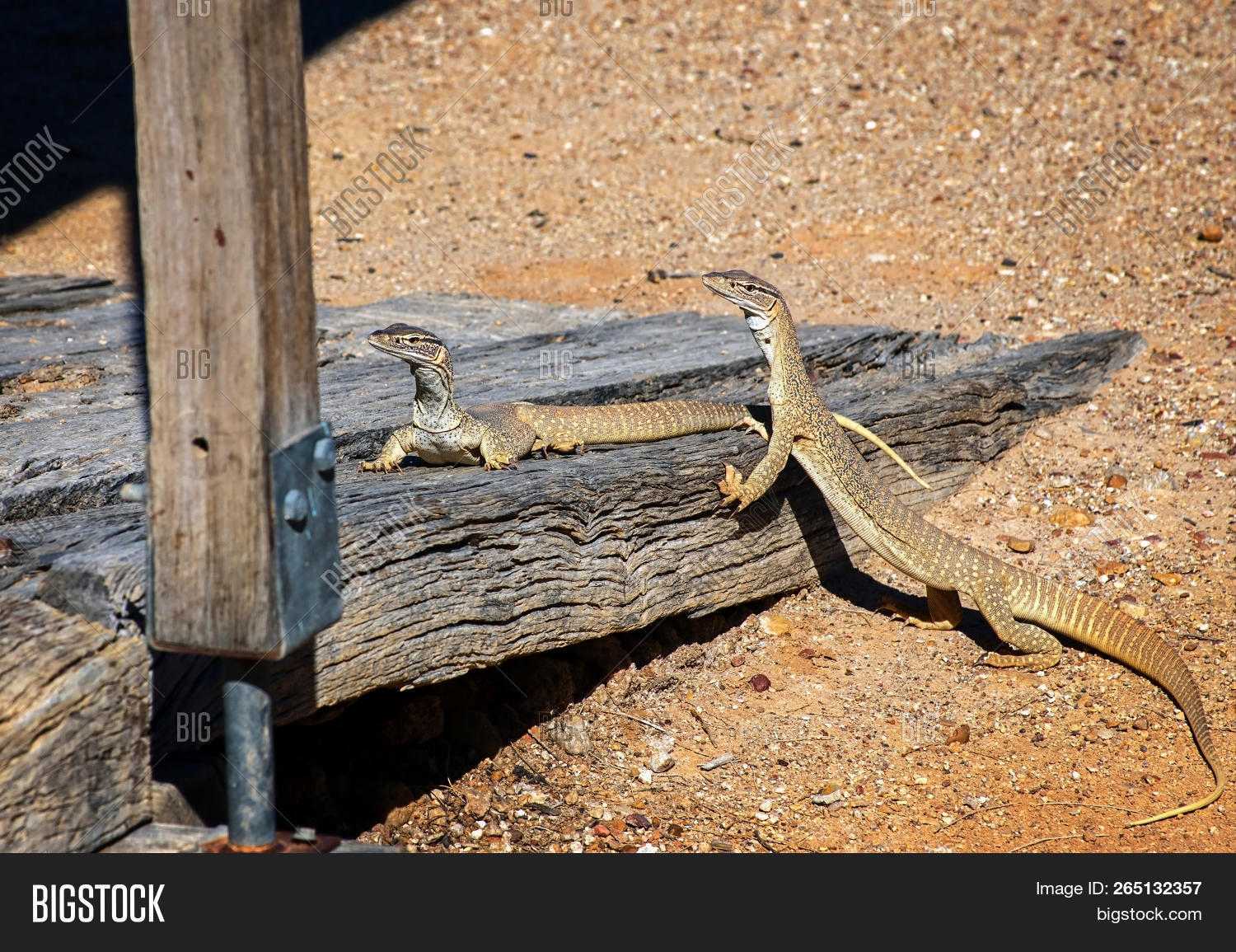animal,aussie,australia,boulder,brown,bungarra,bush,cabin,charlet,countryside,couple,day,deserted,down under,fauna,goulds monitor,hunting,lepidosauria,lizard,lodge,monitor,nature,orange,outback,oz,pet,racehorse goanna,range,red,reptile,rock,sand goanna,sand monitor,savanna,scaled,scrub,soil,species,spring,squamata,sun,tinka,tourism,travel,two,valley,varanus gouldii,western australia,wilderness