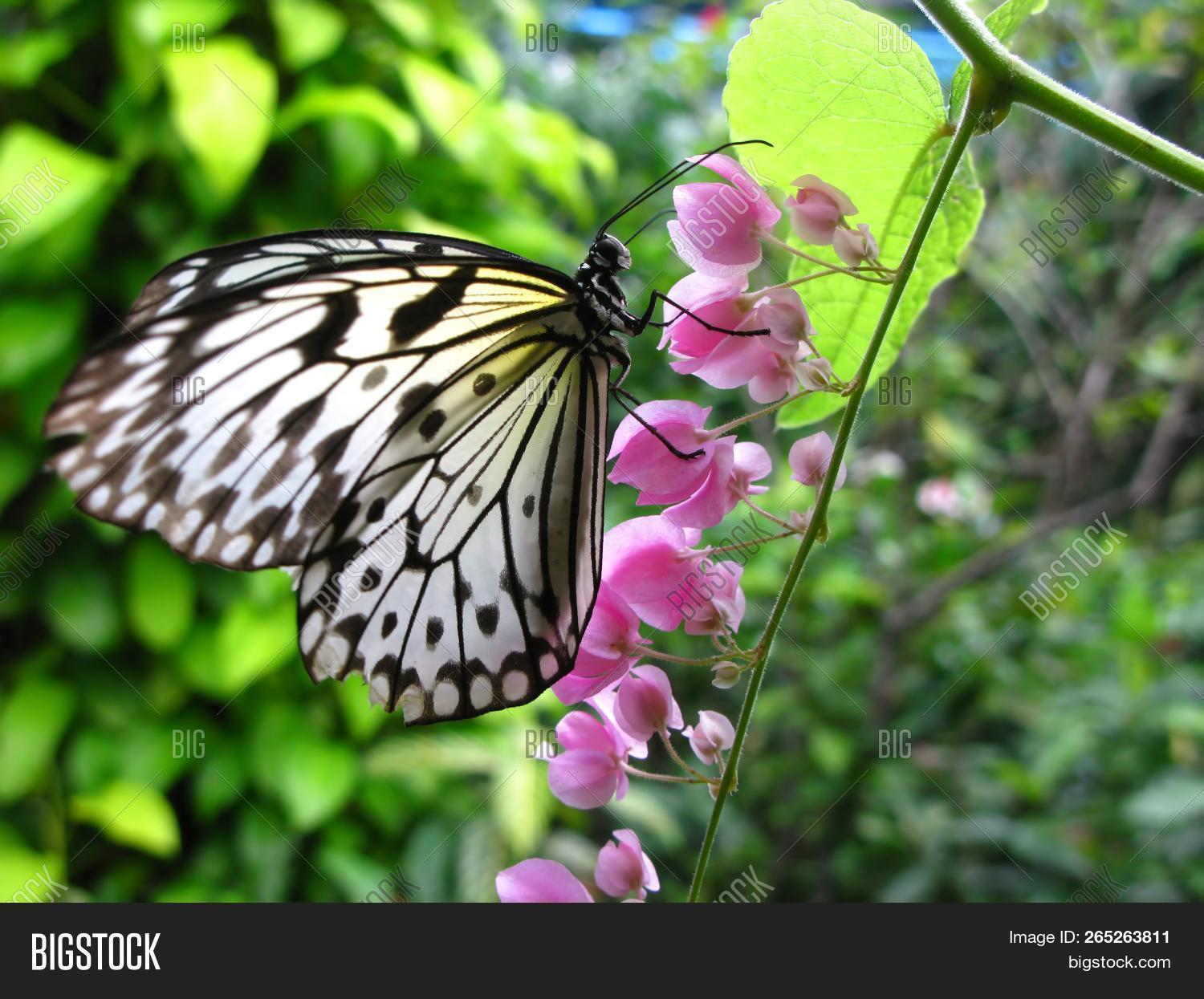 amazing,animal,background,beautiful,beauty,blossom,blue,bright,bug,butterfly,close,closeup,color,colorful,detail,environment,field,flora,floral,flower,fly,forest,garden,grass,green,insect,isolated,life,light,macro,meadow,natural,nature,nectar,orange,petal,plant,pollen,season,single,spring,summer,tropical,white,wild,wildlife,wing,yellow