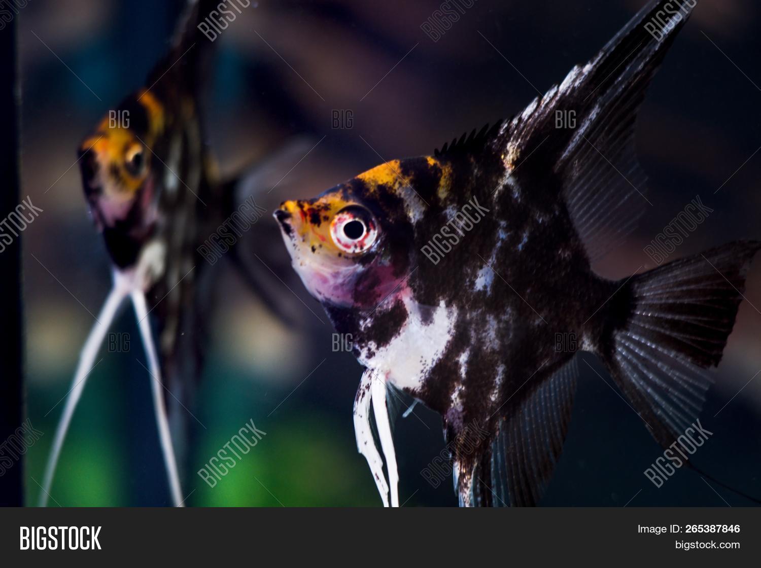angel,angelfish,aquarium,black,fin,fish,fresh,long,marble,orange,pet,silver,water,white