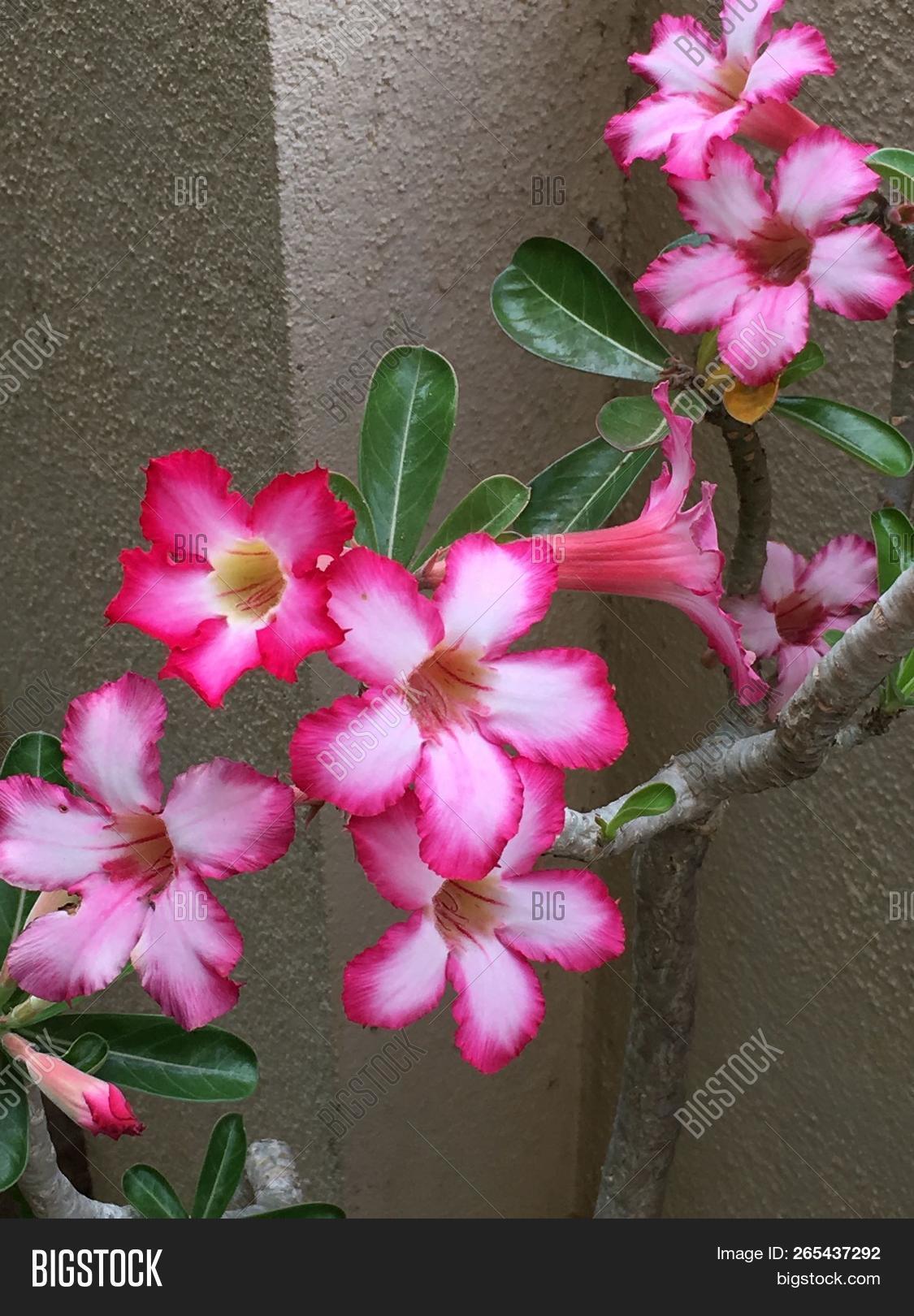 Adenium,Obesum,bloom,blooming,blossom,bonsai,bouquet,brown,desert,flower,geranium,green,hydrangea,in,ivy,leaf,leaves,pergola,pink,plant,pot,potted,red,rose,stem,tree