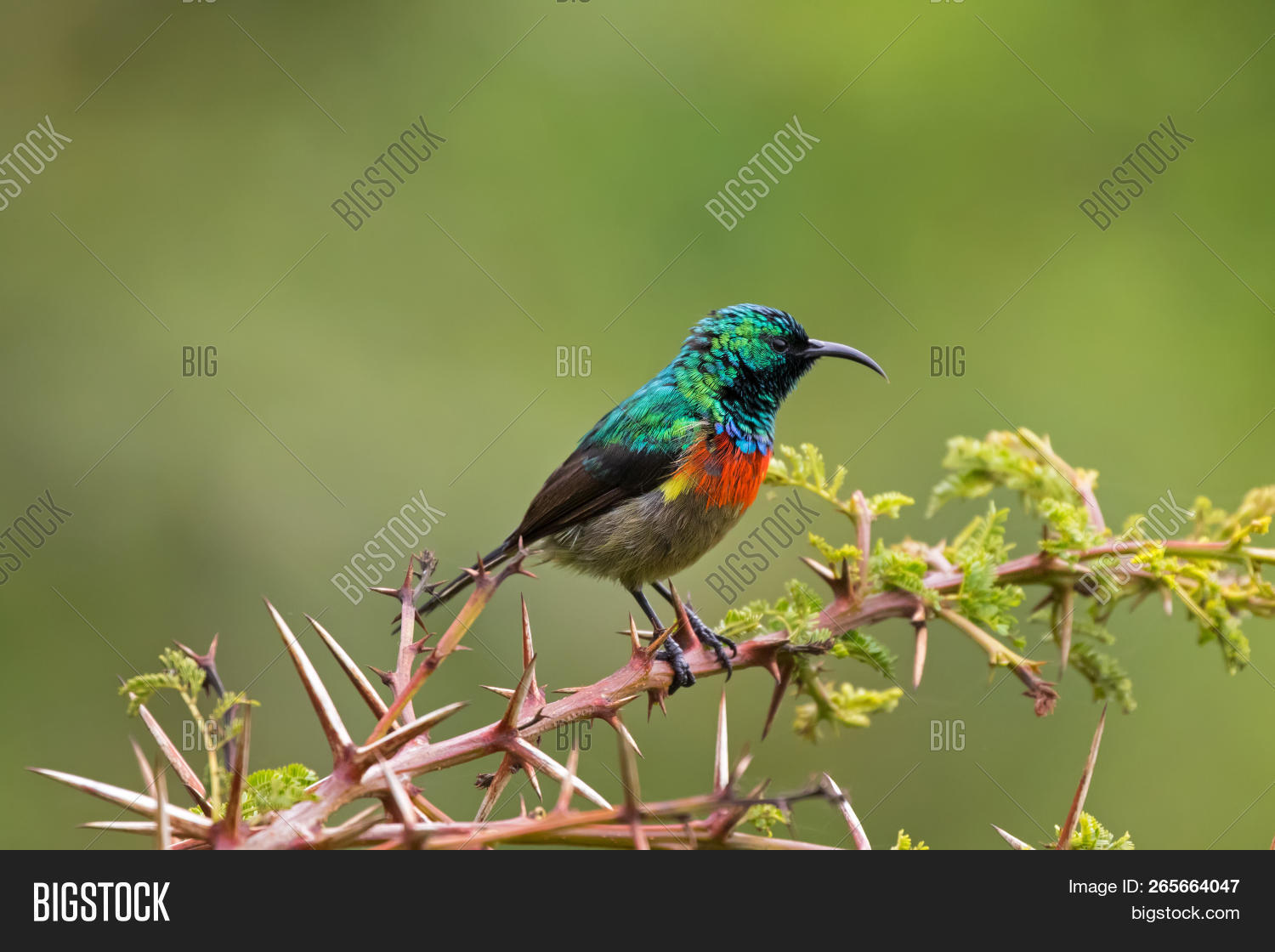 adorable,adult,africa,animal,beak,beautiful,belly,bills,bird,black,bordered,breast,bright,cinnyris,closeup,colorful,curved,cute,down,east,fauna,feather,green,habitat,head,male,metallic,nature,omnivorous,outdoor,passerine,perch,perching,plumage,pretty,pulchella,scarlet,small,songbird,species,sun bird,sunbird,tanzania,teal,thorn,thorntree,tiny,yellow