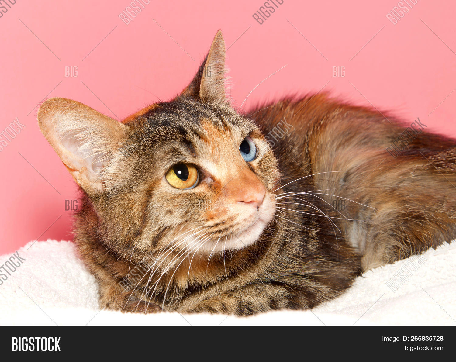 adorable,animal,background,beautiful,blanket,blue,cat,close,closeup,curious,cute,domestic,eyes,face,feline,fur,hair,heterochromia,indoor,kitten,kitty,laying,looking,mammal,nervous,orange,pet,pink,portrait,pretty,profile,tortie,tortoiseshell,up,watching,white,yellow,young