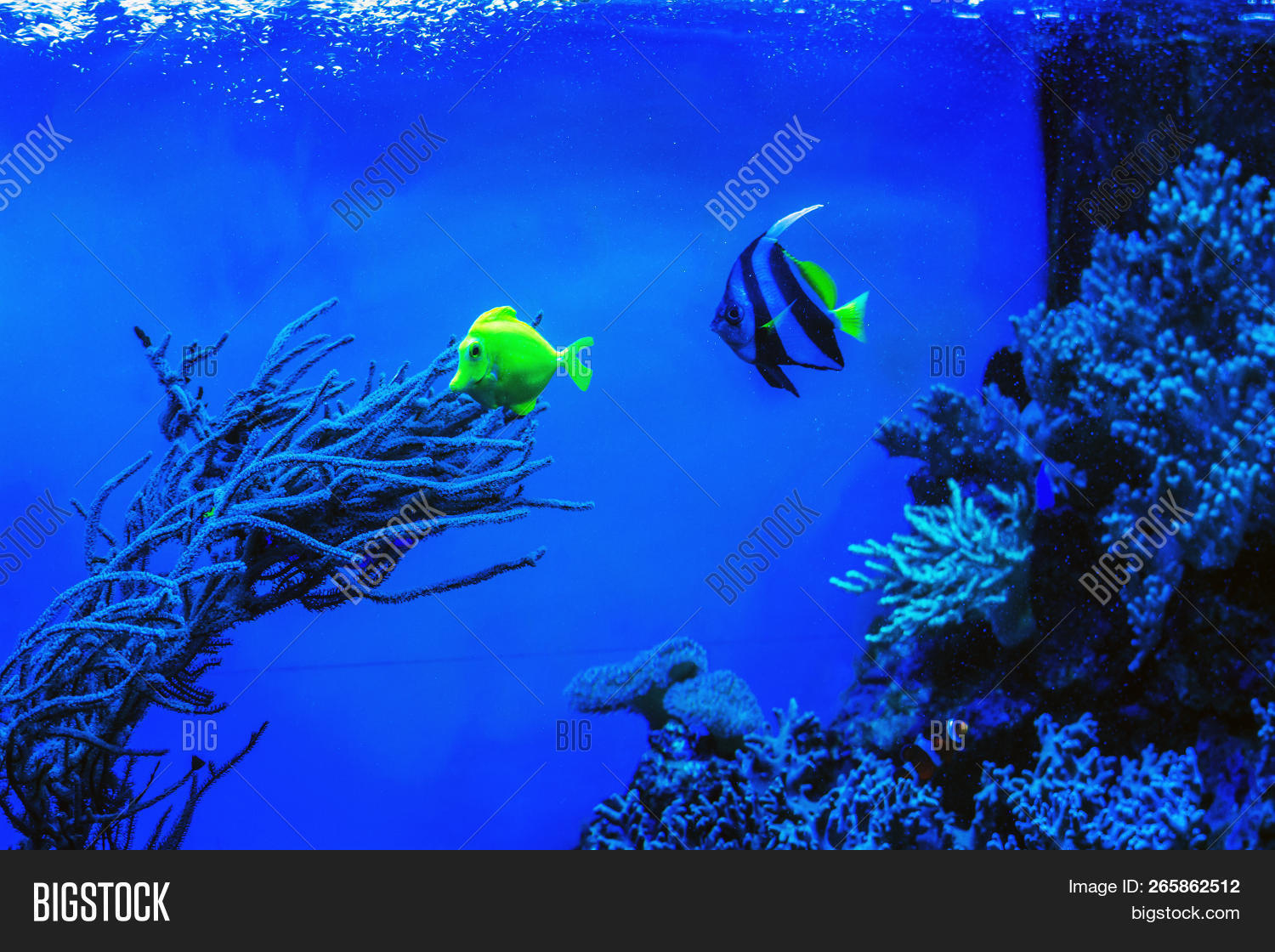 Caribbean,and,animal,aquarium,aquatic,beauty,blue,color,colorful,coral,deep,depth,dive,diving,environment,exotic,fauna,fin,fish,flora,greenery,in,landscape,life,marine,natural,nature,ocean,reef,scene,sea,seascape,summer,tail,tropic,tropical,under,undersea,underwater,vivid,water,wildlife,yellow